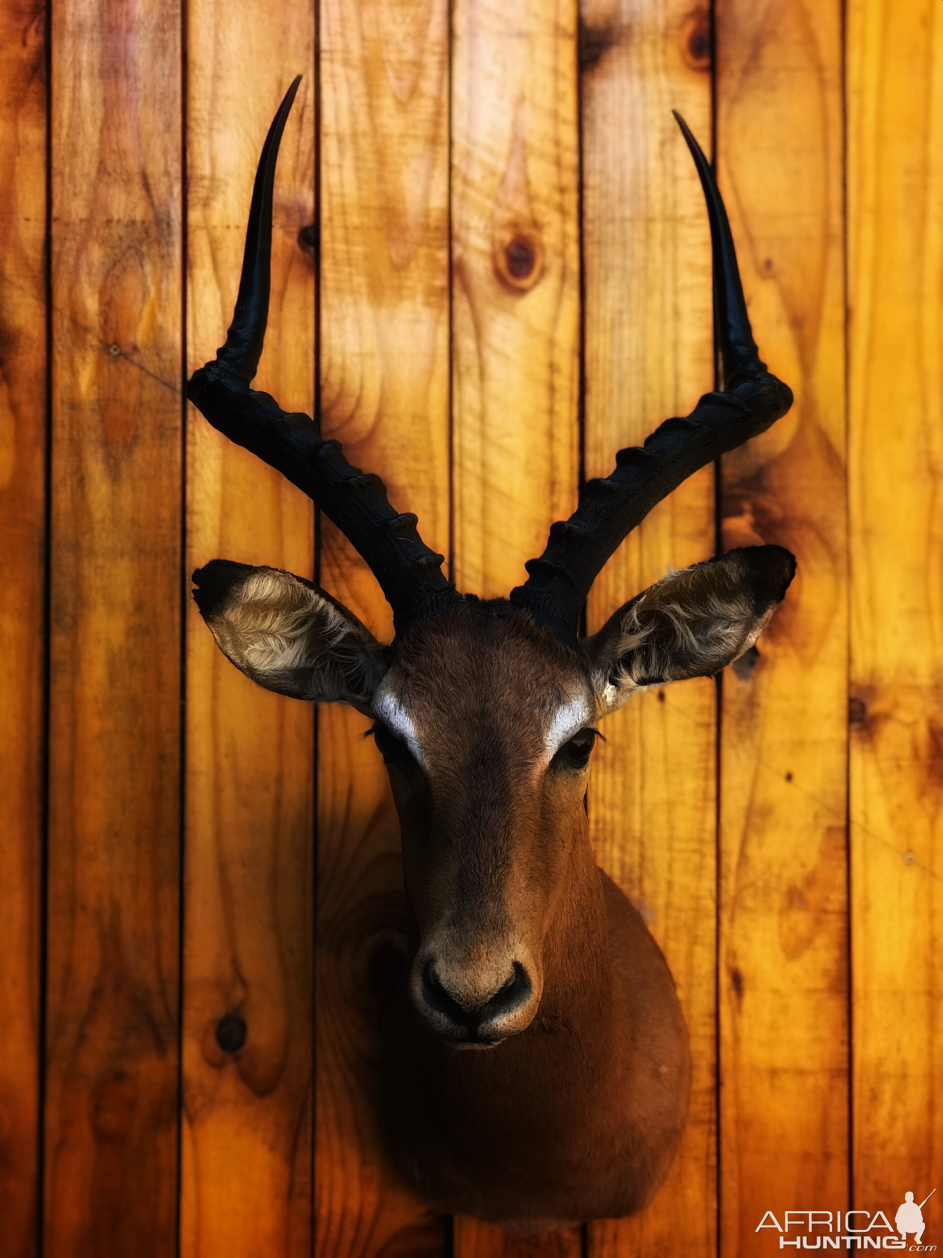 Impala Shoulder Mount Taxidermy