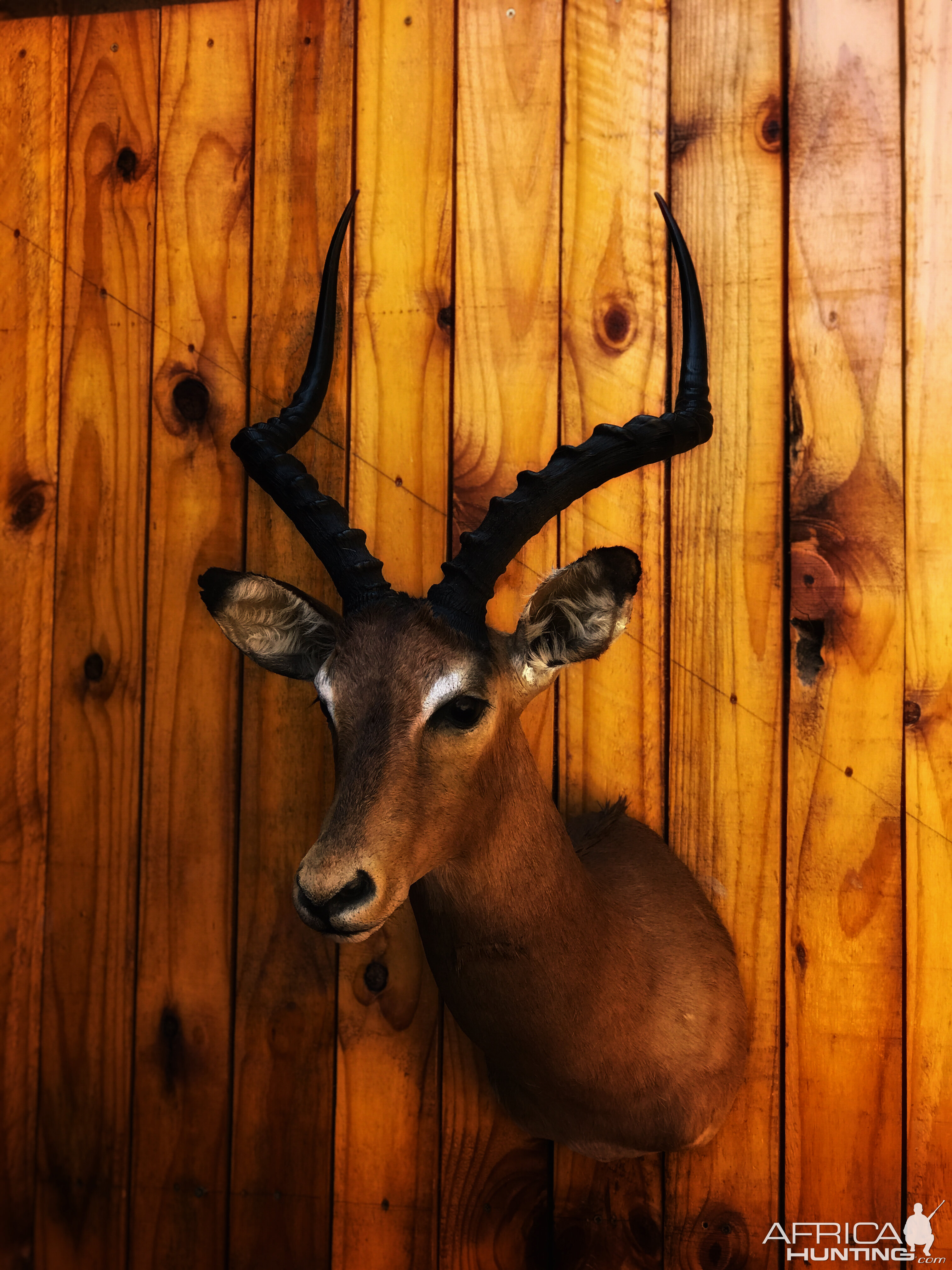 Impala Shoulder Mount Taxidermy