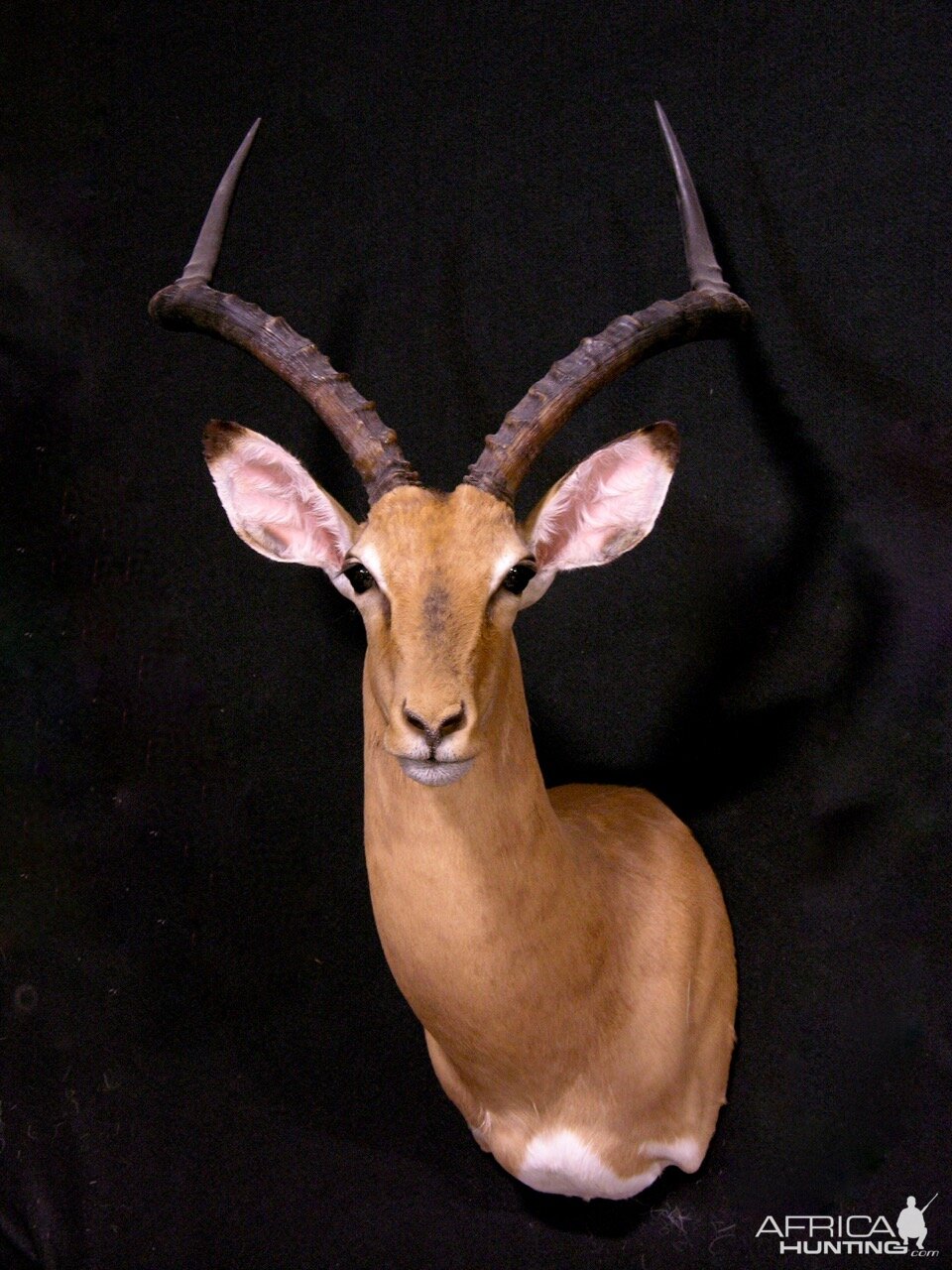 Impala Shoulder Mount Taxidermy