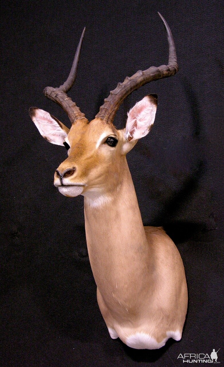 Impala Shoulder Mount Taxidermy