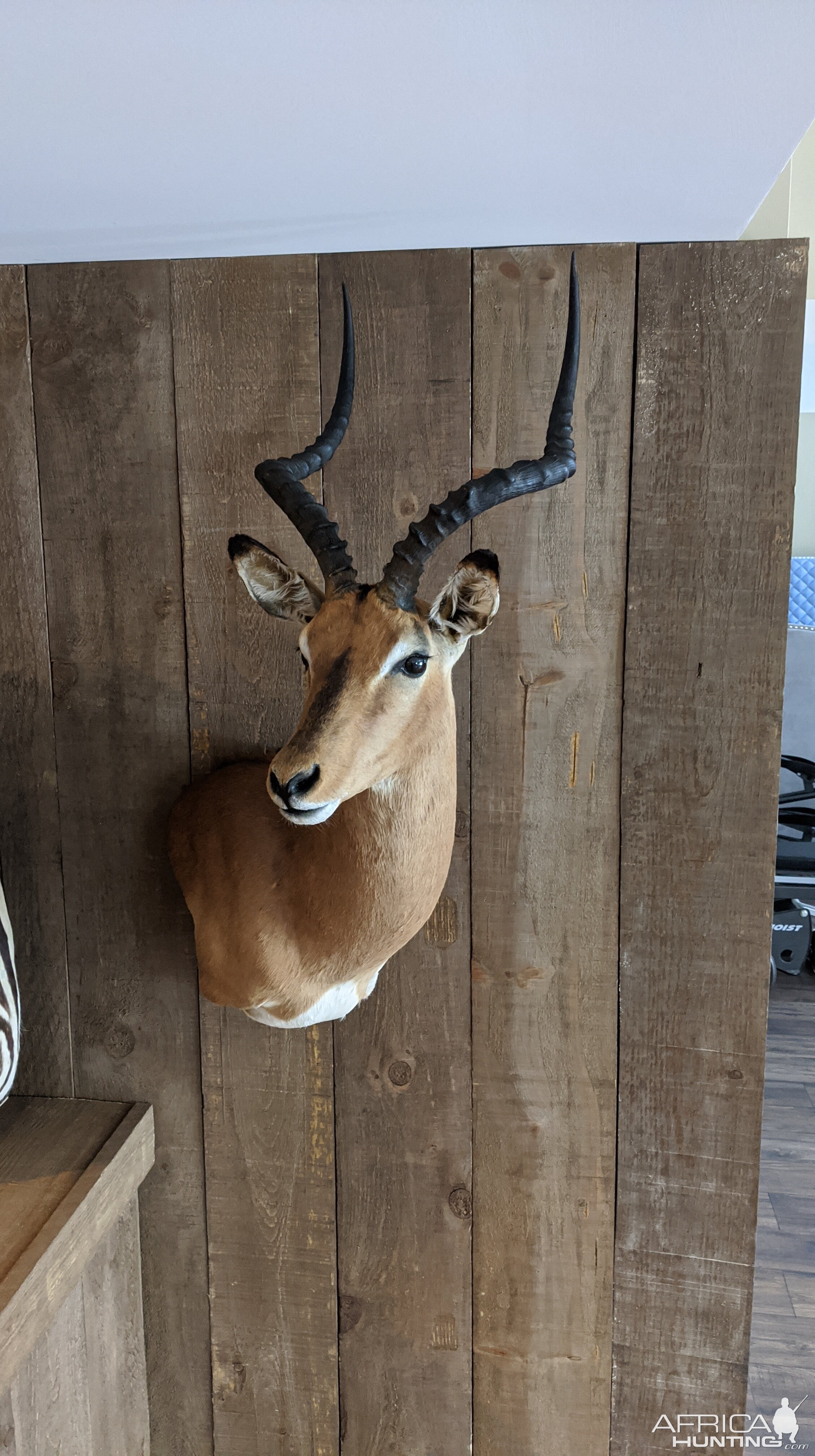 Impala Shoulder Mount Taxidermy