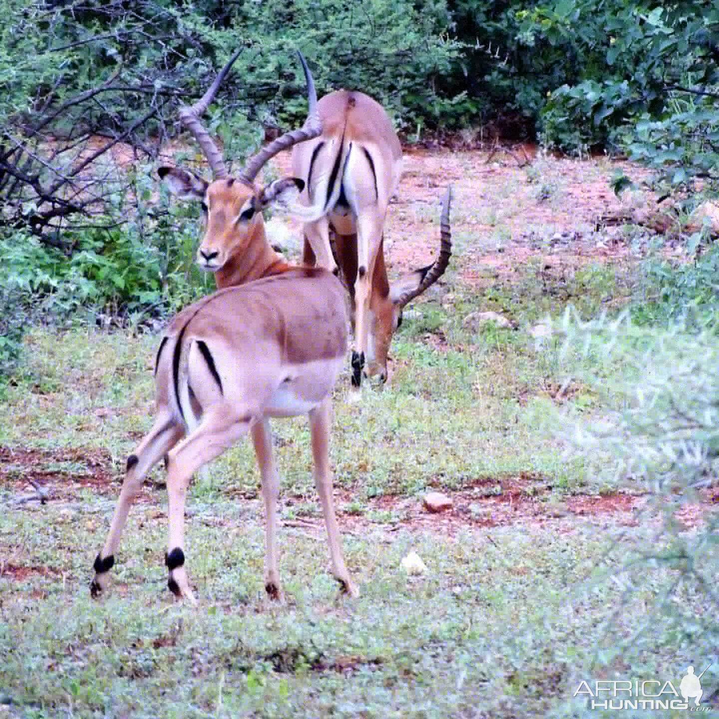 Impala South Africa