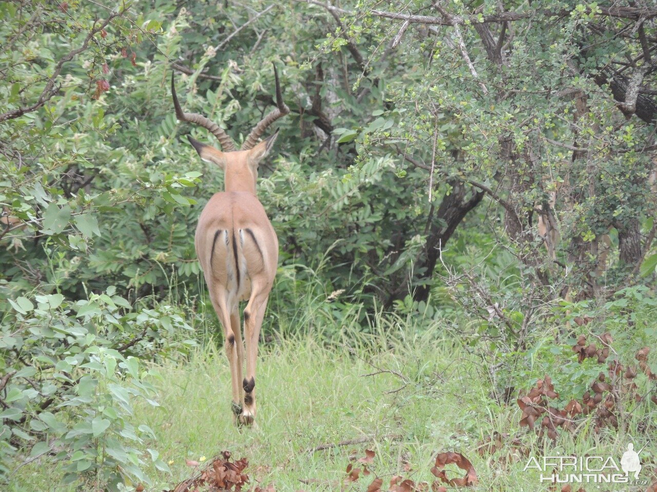 Impala South Africa