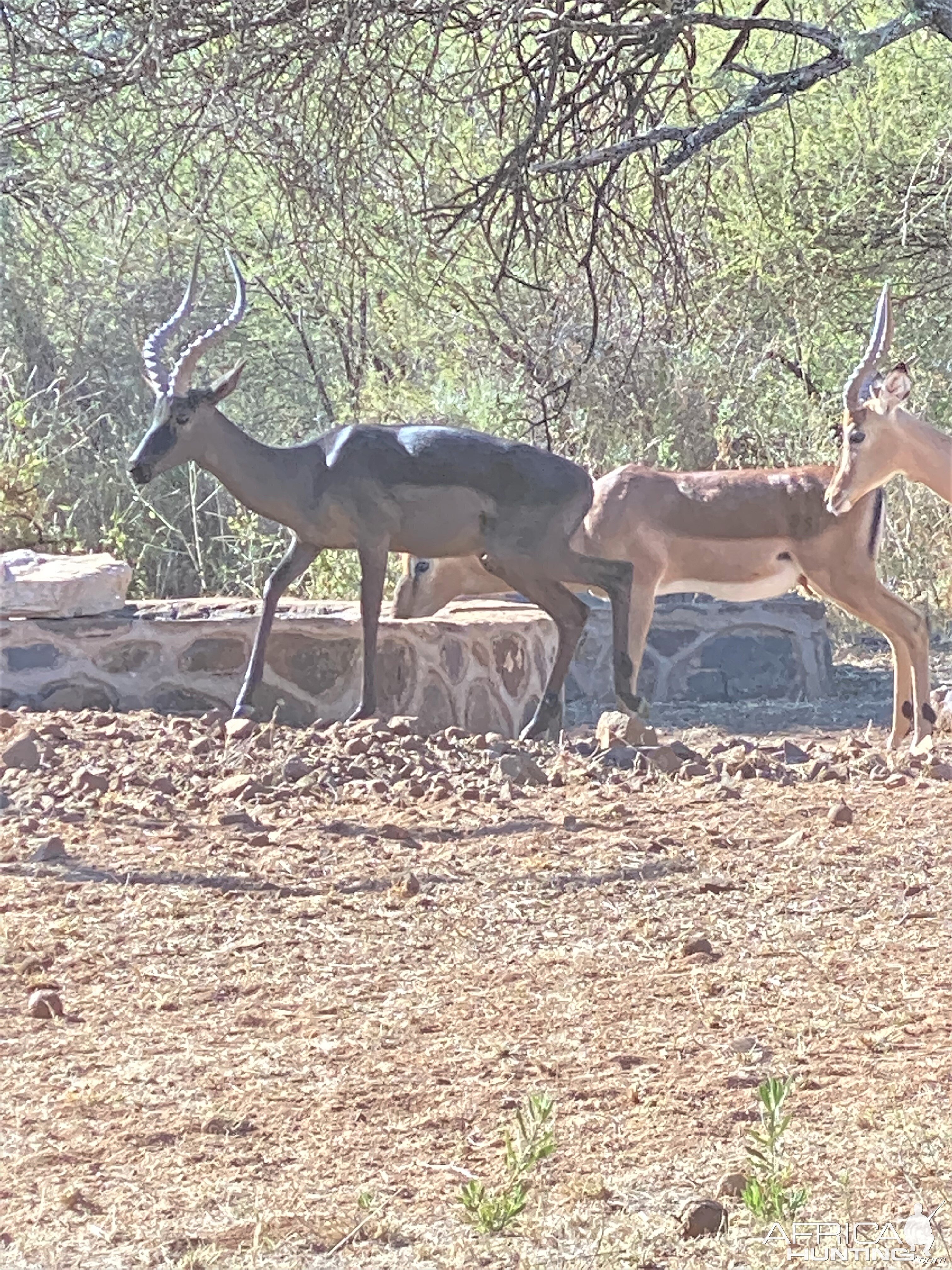 Impala South Africa