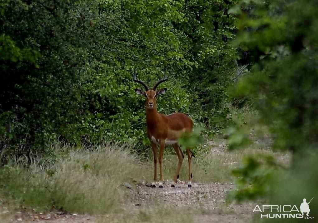 Impala South Africa