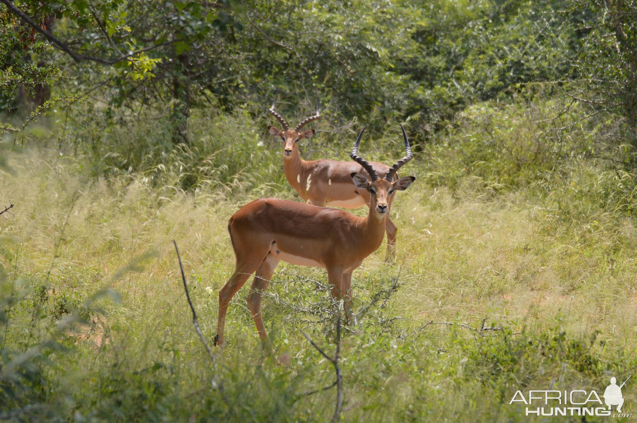 Impala South Africa