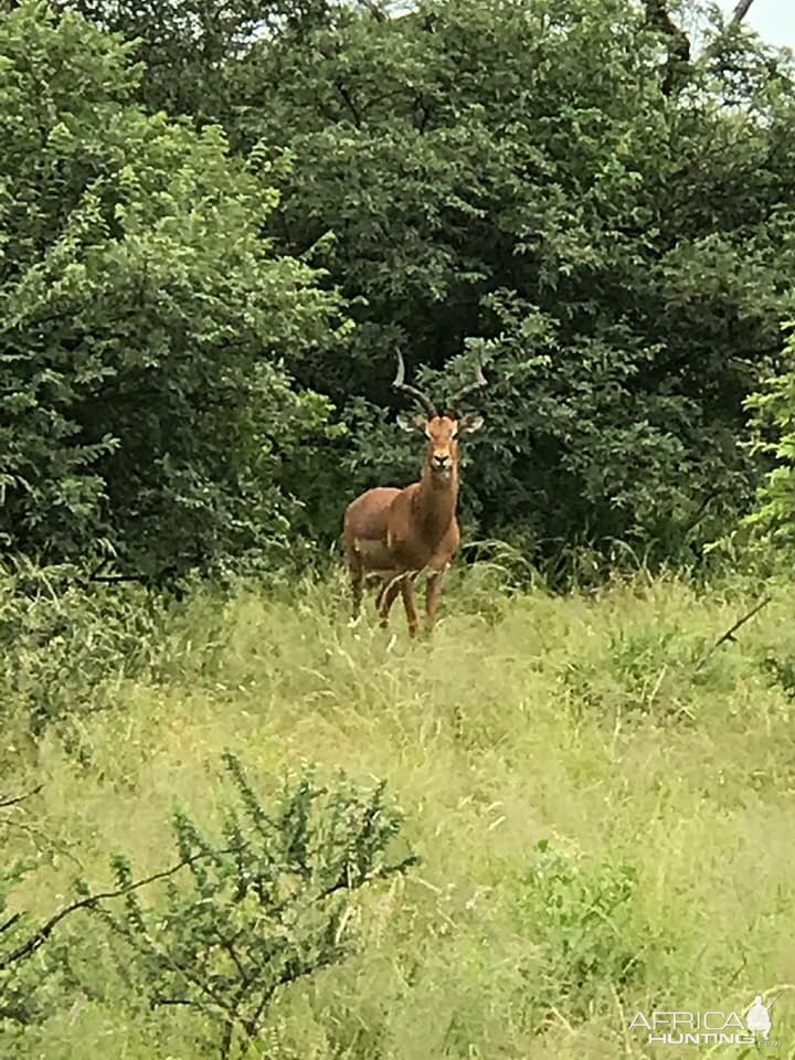 Impala South Africa