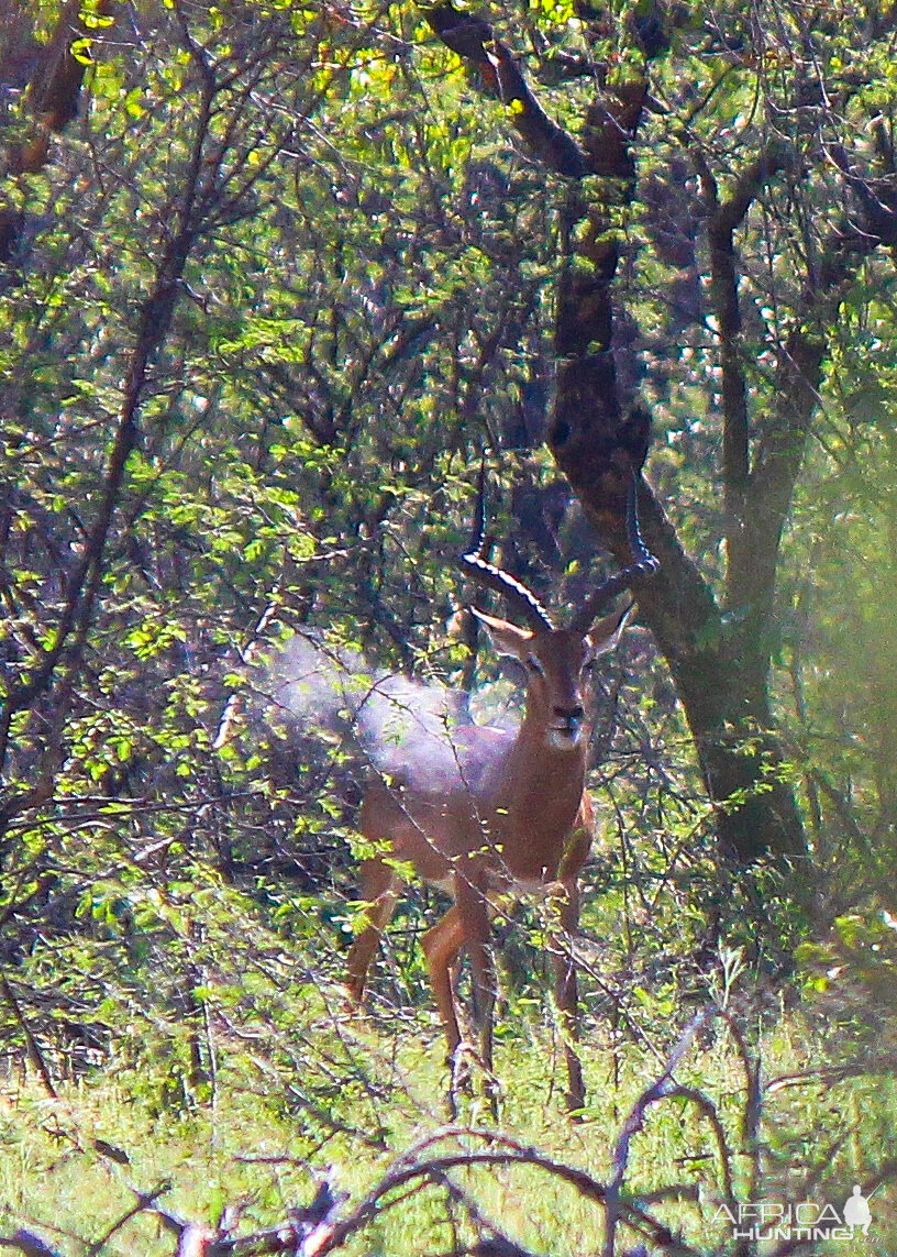 Impala South Africa