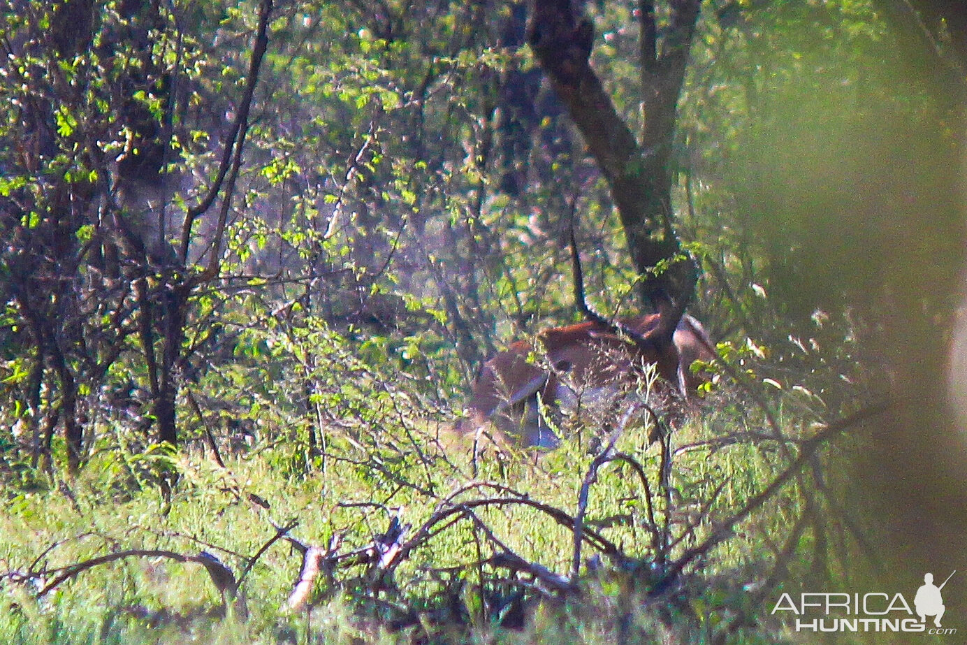 Impala South Africa