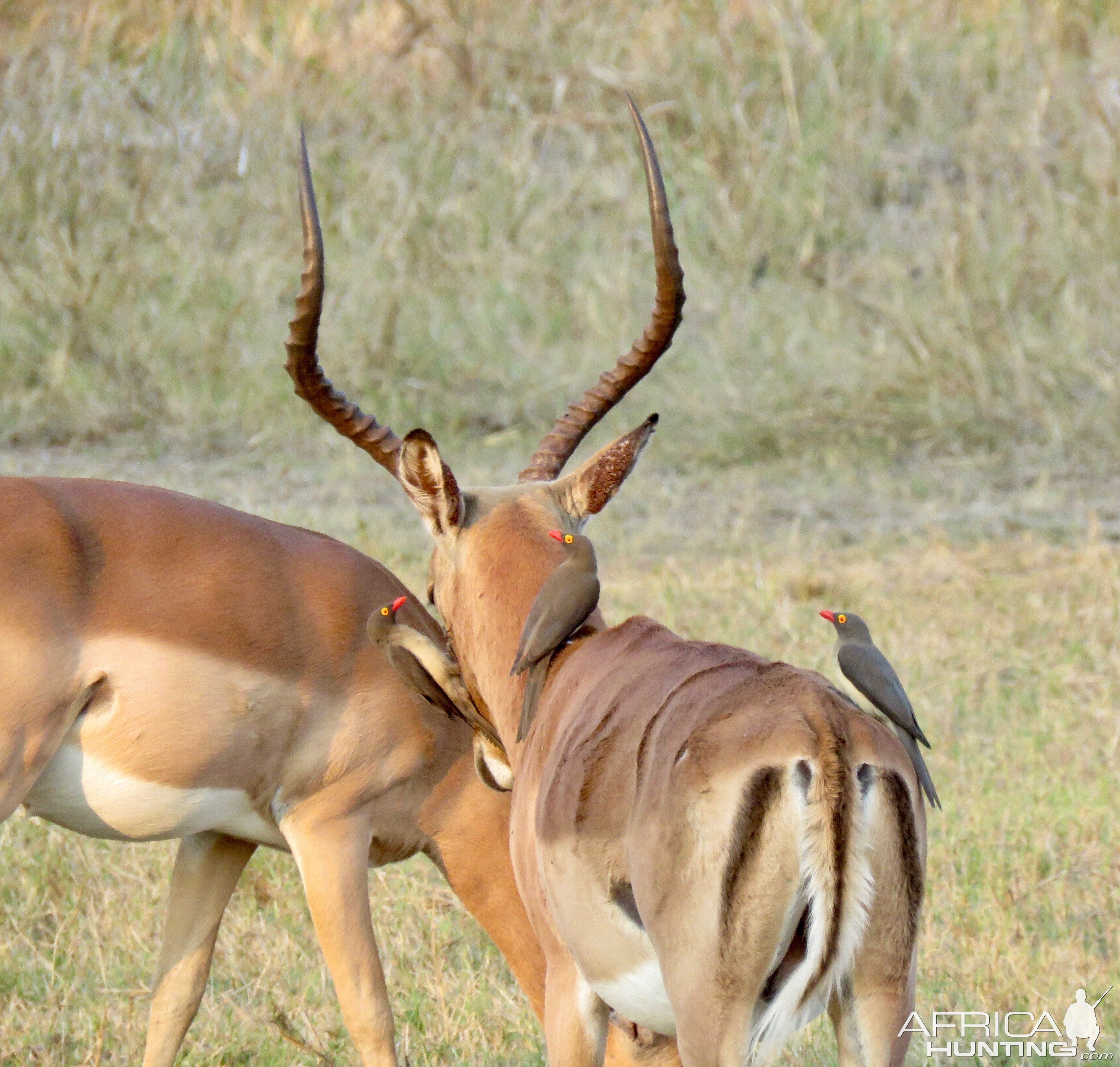 Impala South Africa