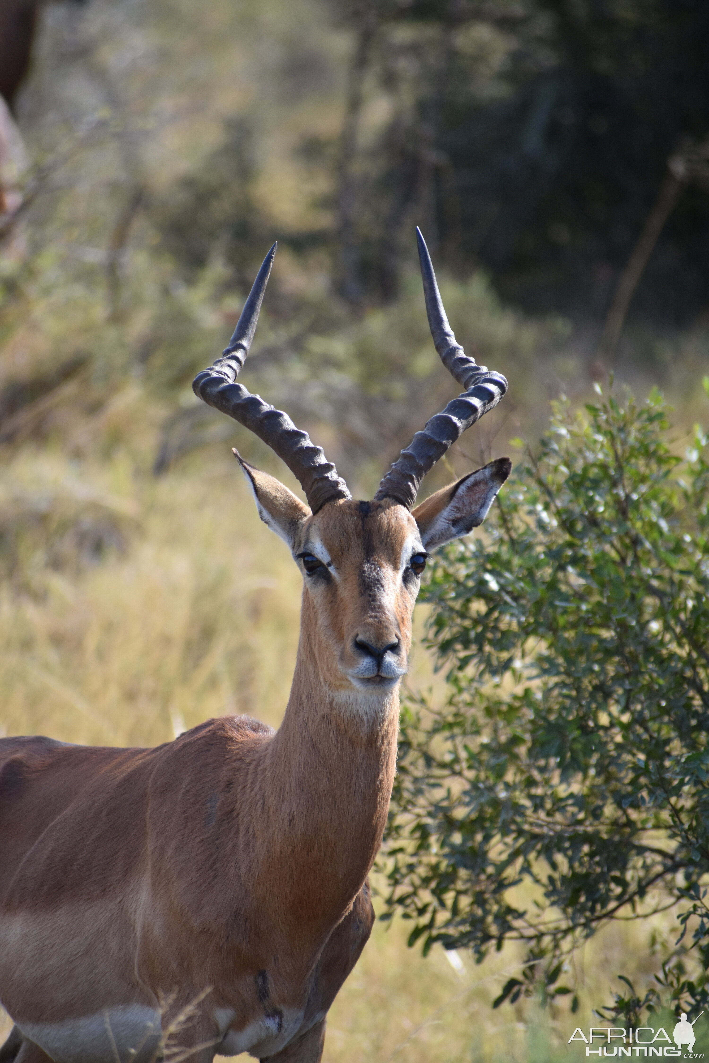 Impala South Africa