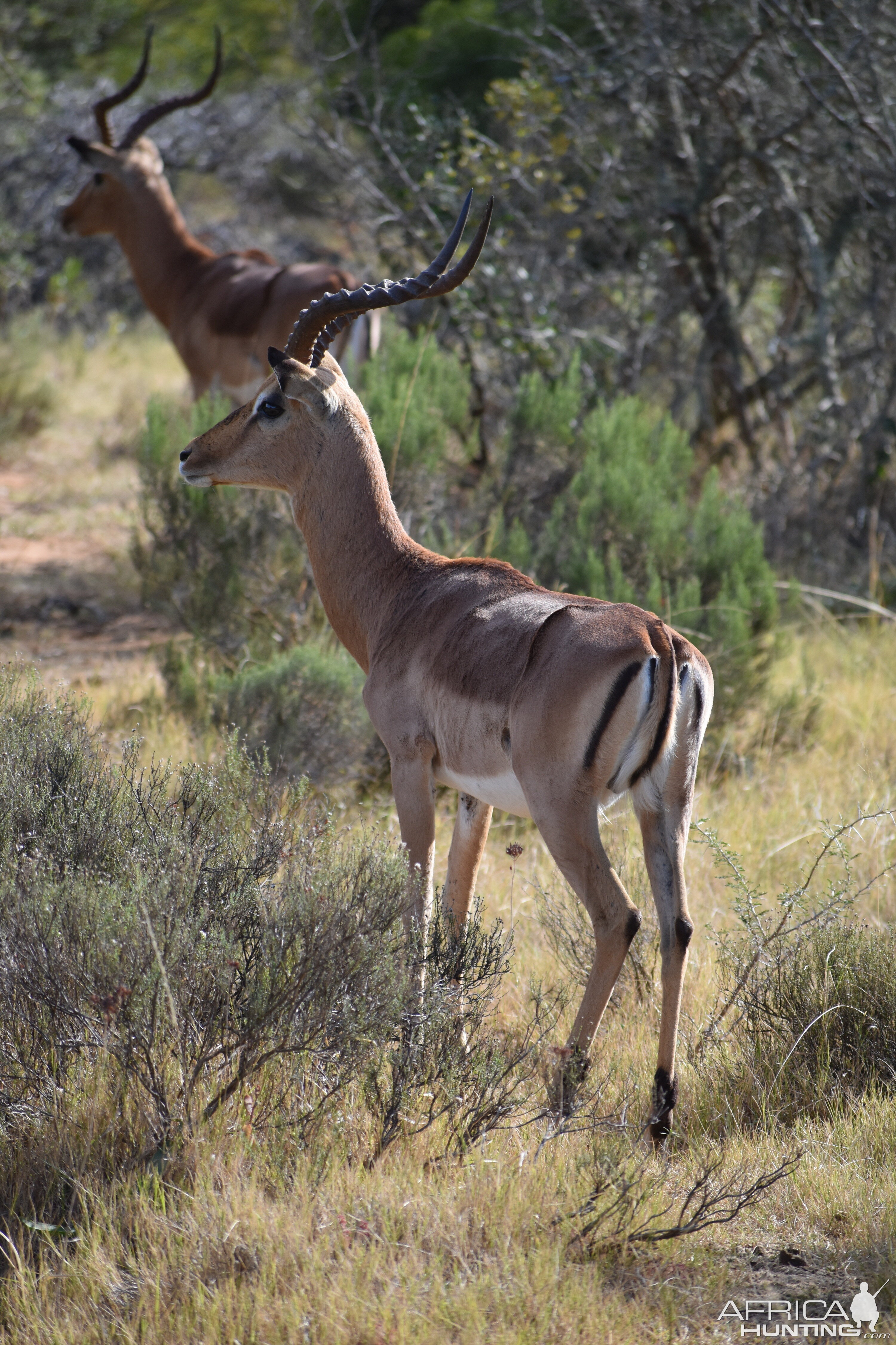 Impala South Africa