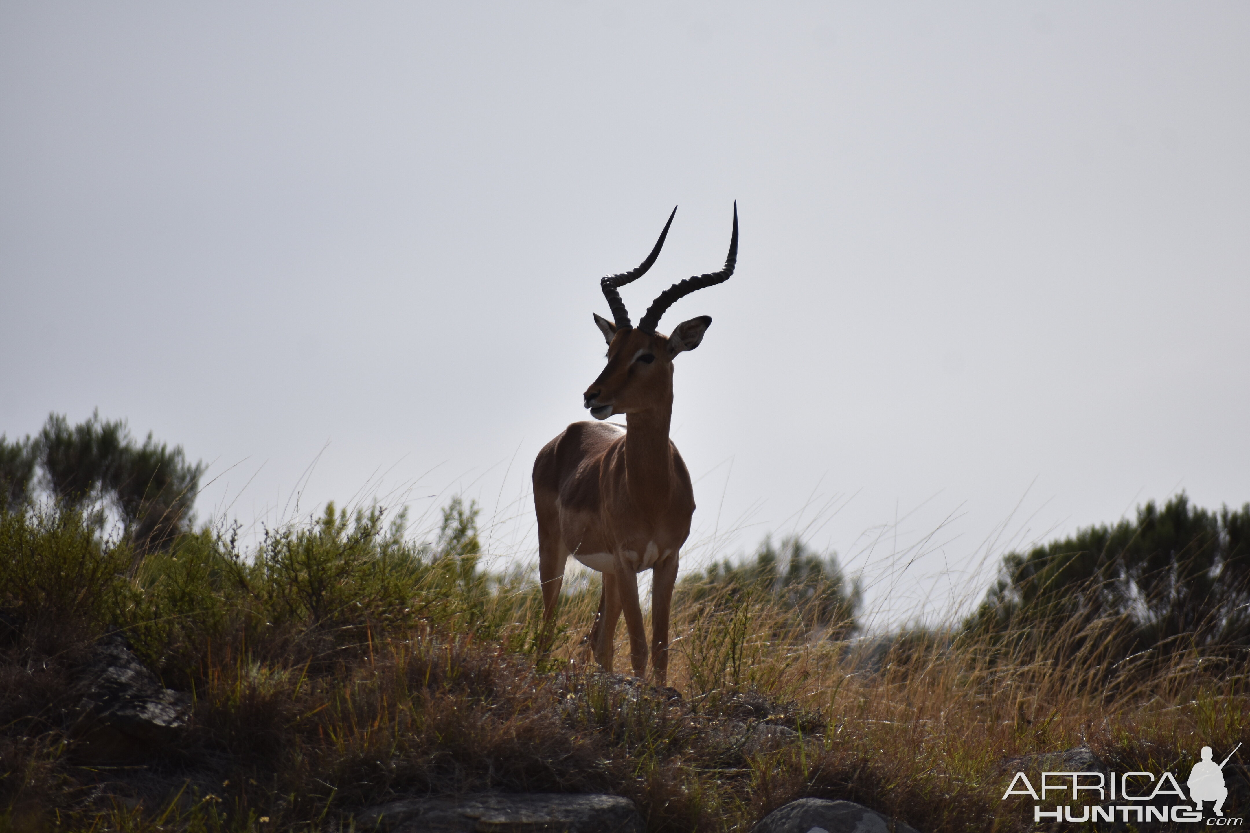 Impala South Africa