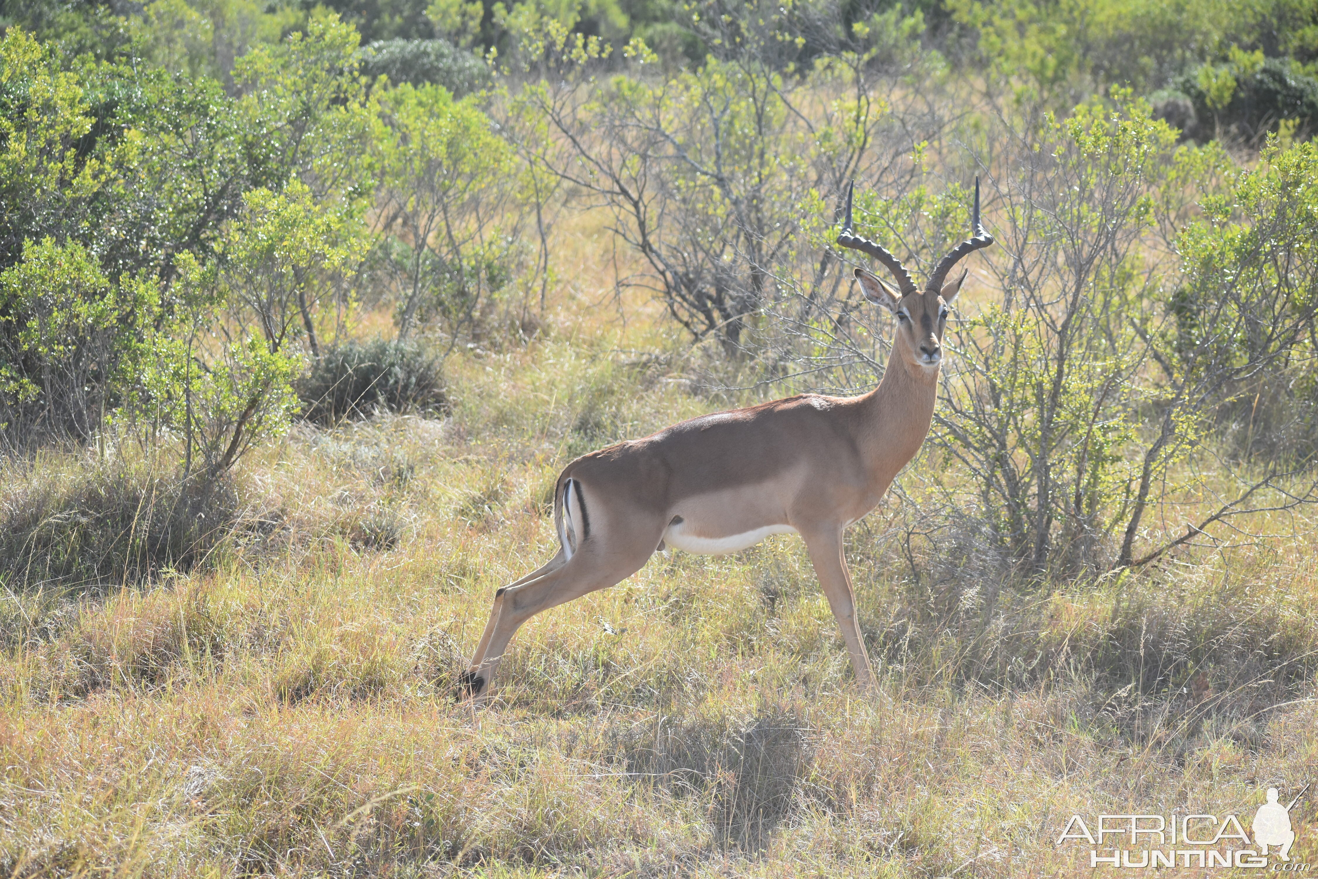 Impala South Africa