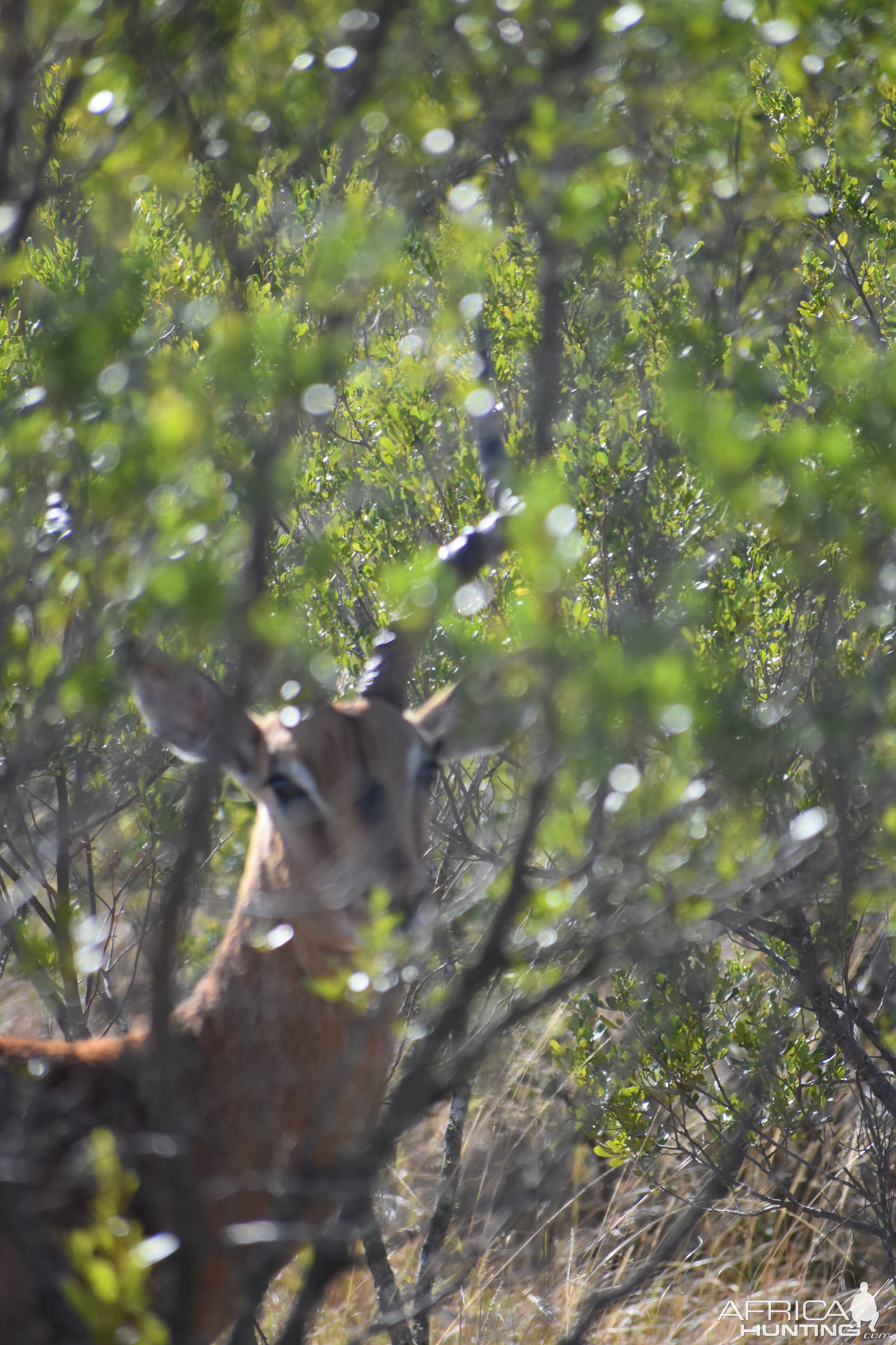 Impala South Africa