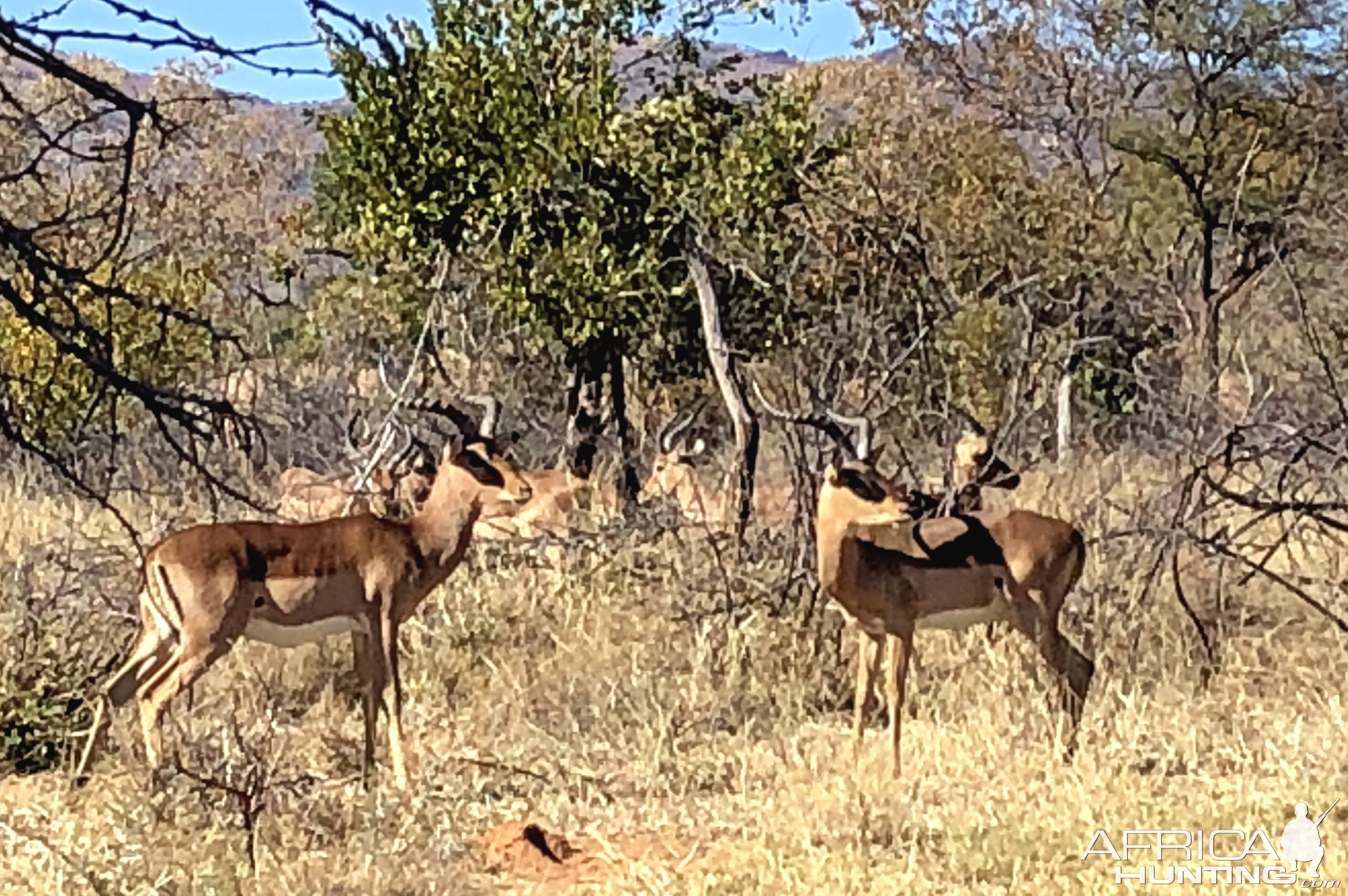 Impala South Africa