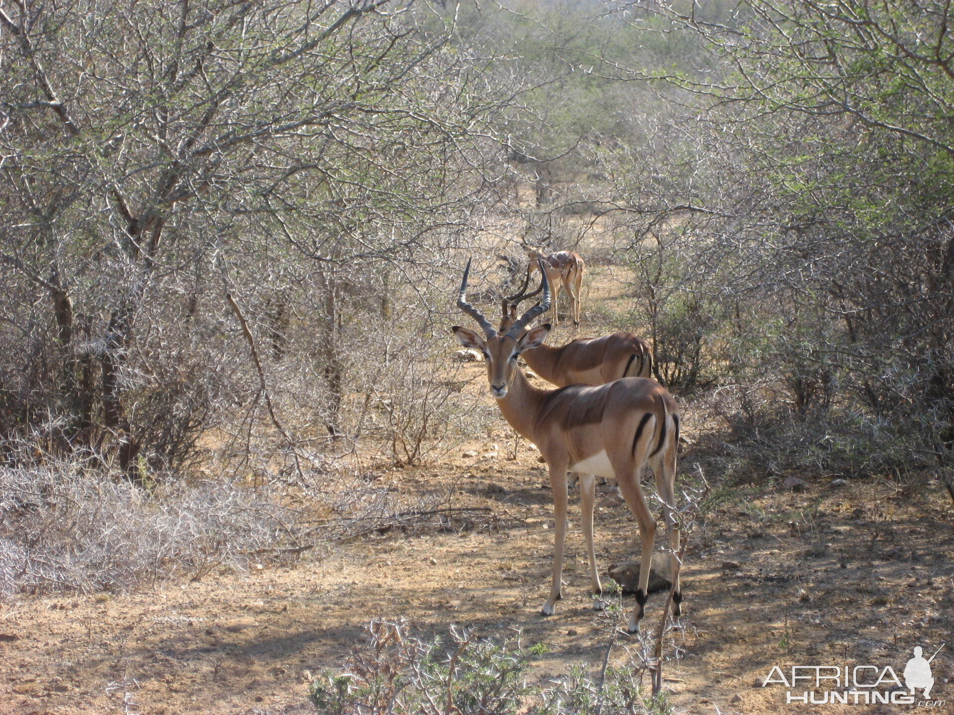 Impala South Africa