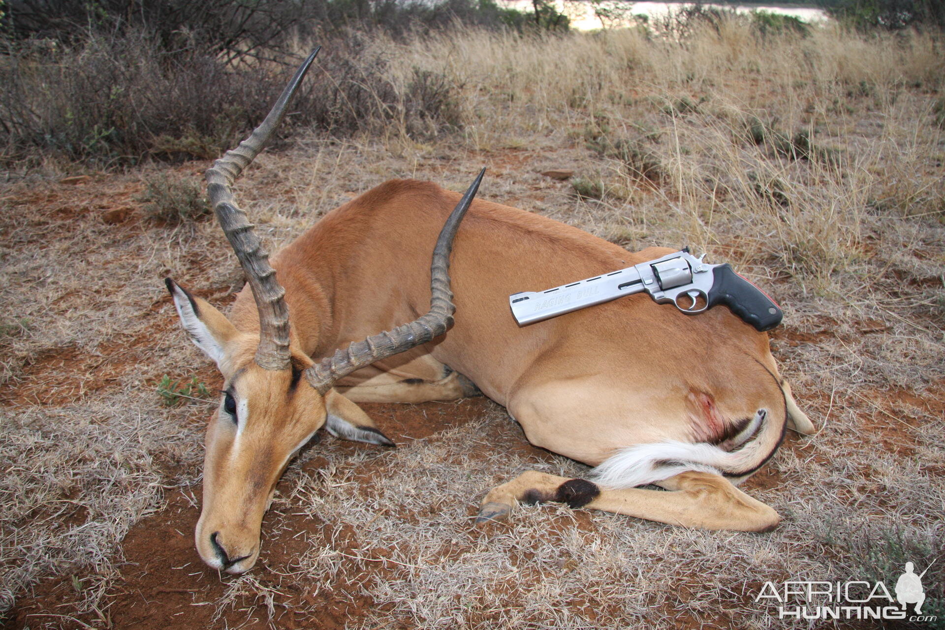 Impala... South Africa