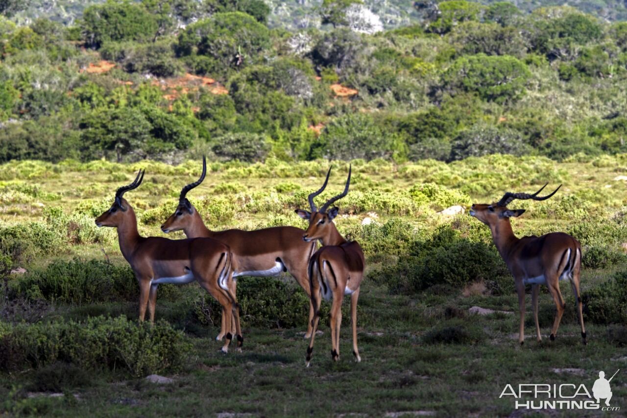 Impala South Africa