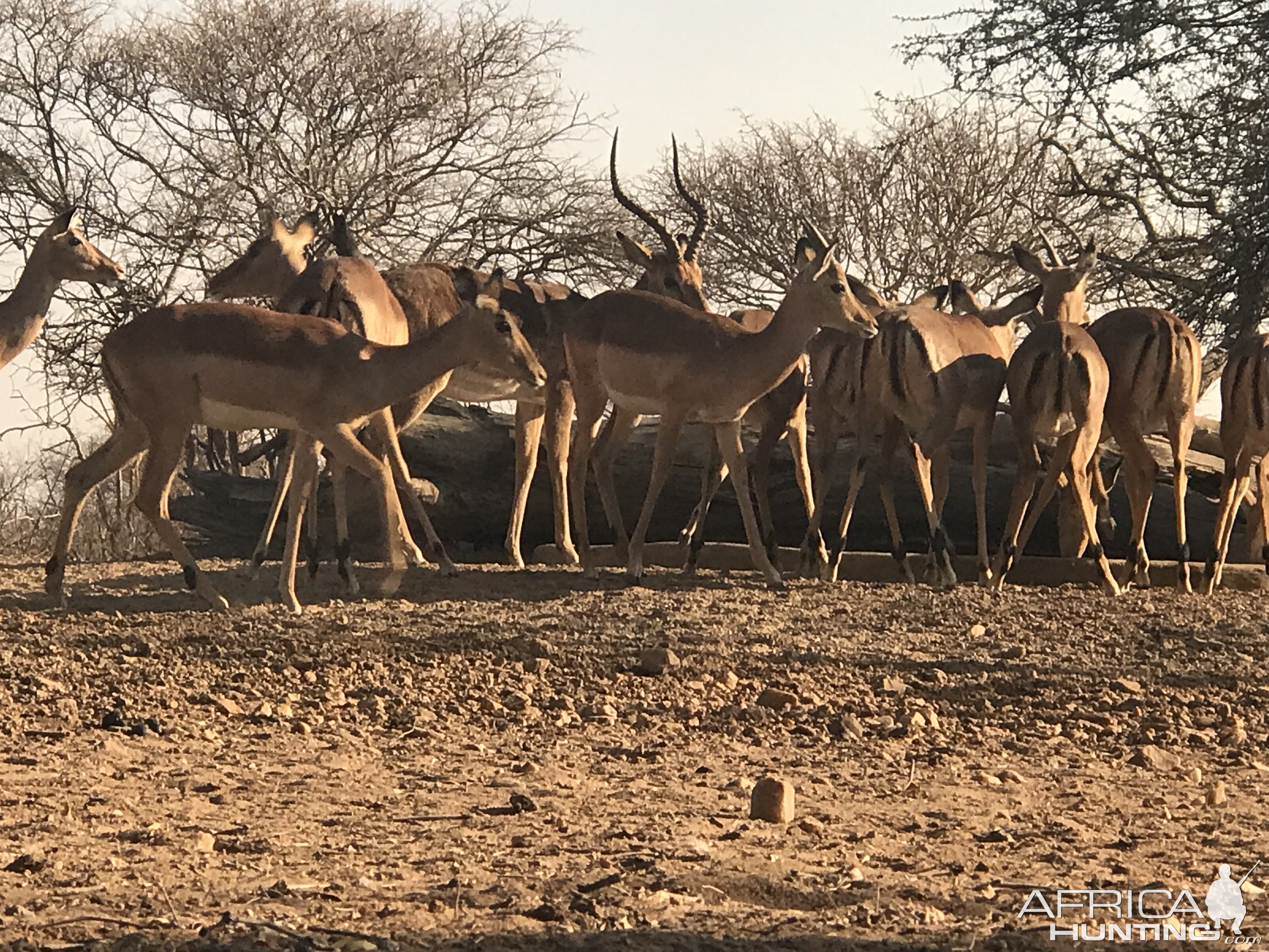 Impala South Africa