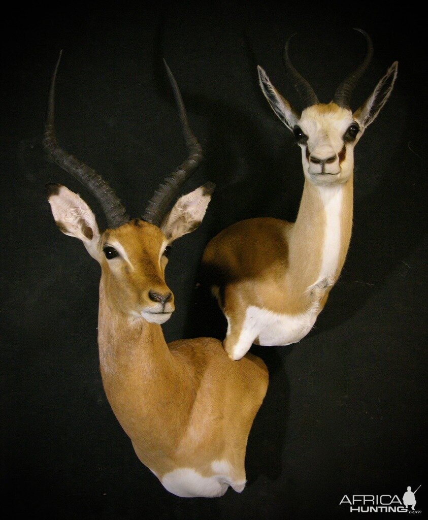 Impala & Springbok Double Stack Wall Pedestal Taxidermy