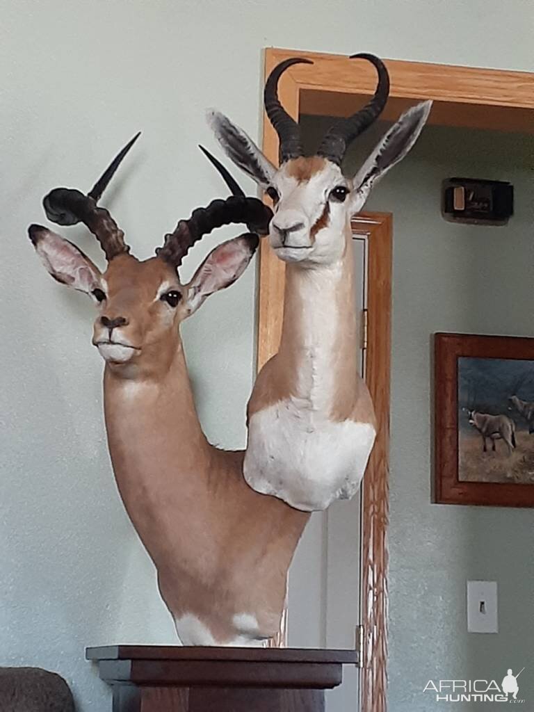 Impala & Springbok Pedestal Mount Taxidermy