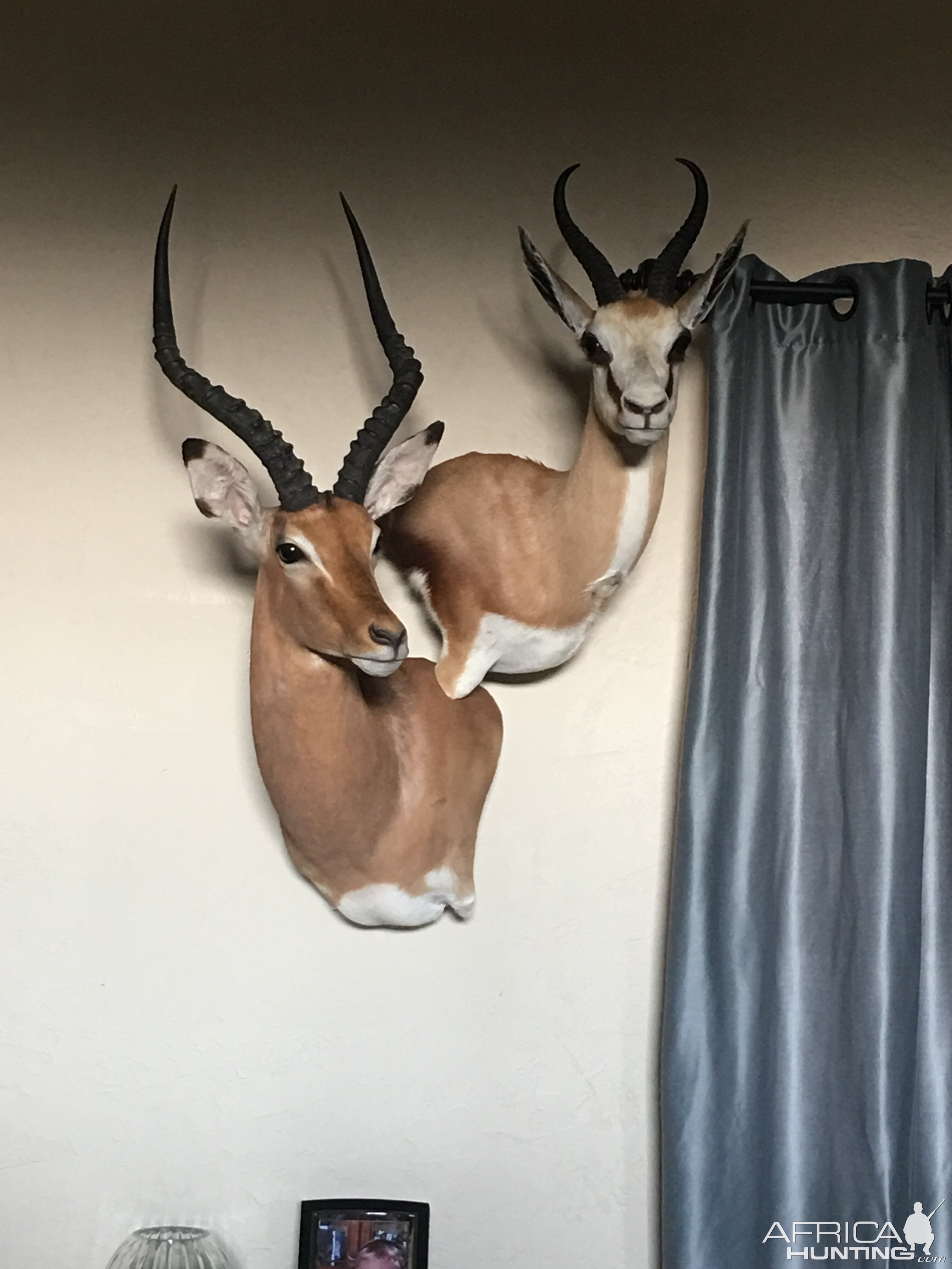 Impala & Springbok Shouder Mount Taxidermy