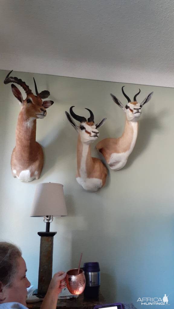 Impala & Springbok Shoulder Mount Taxidermy