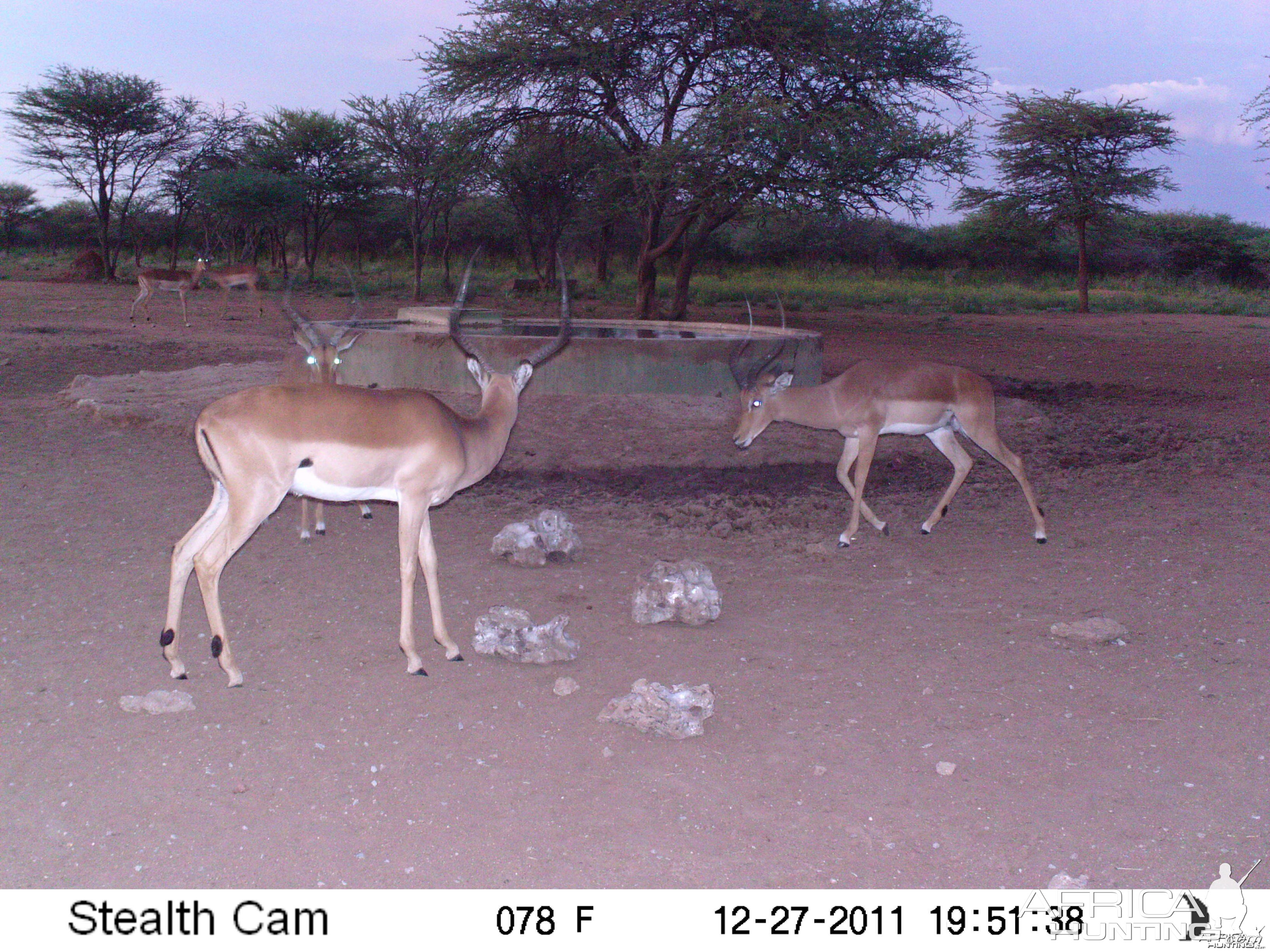 Impala Trail Camera Namibia