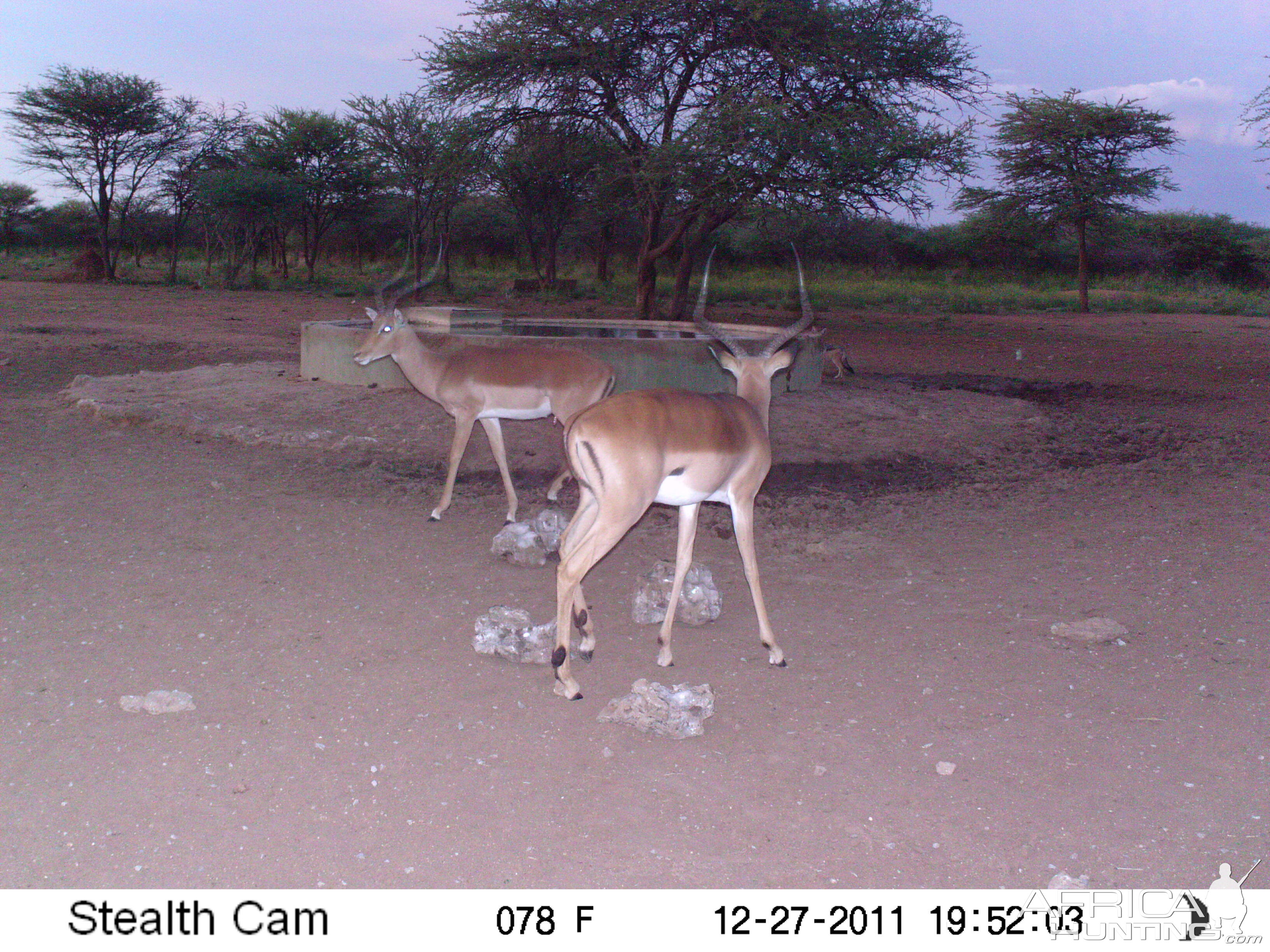 Impala Trail Camera Namibia