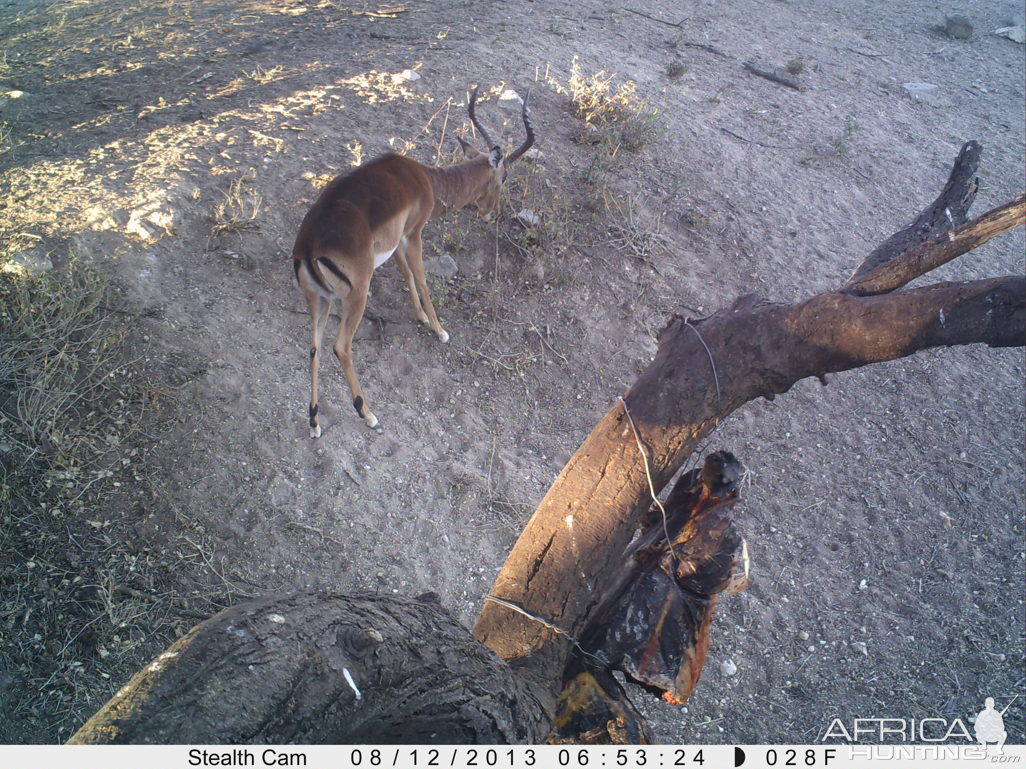 Impala Trail Camera