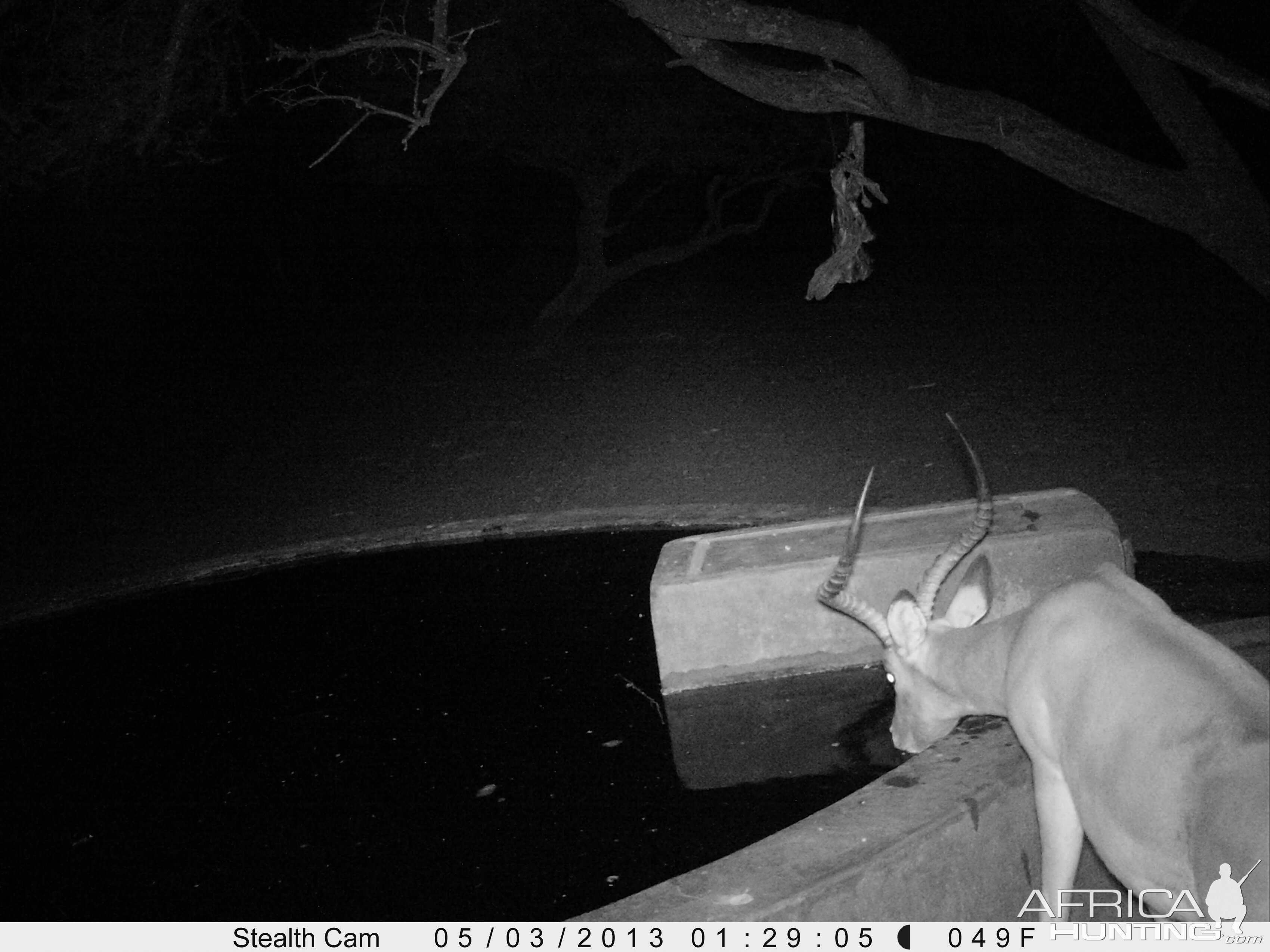 Impala Trail Camera