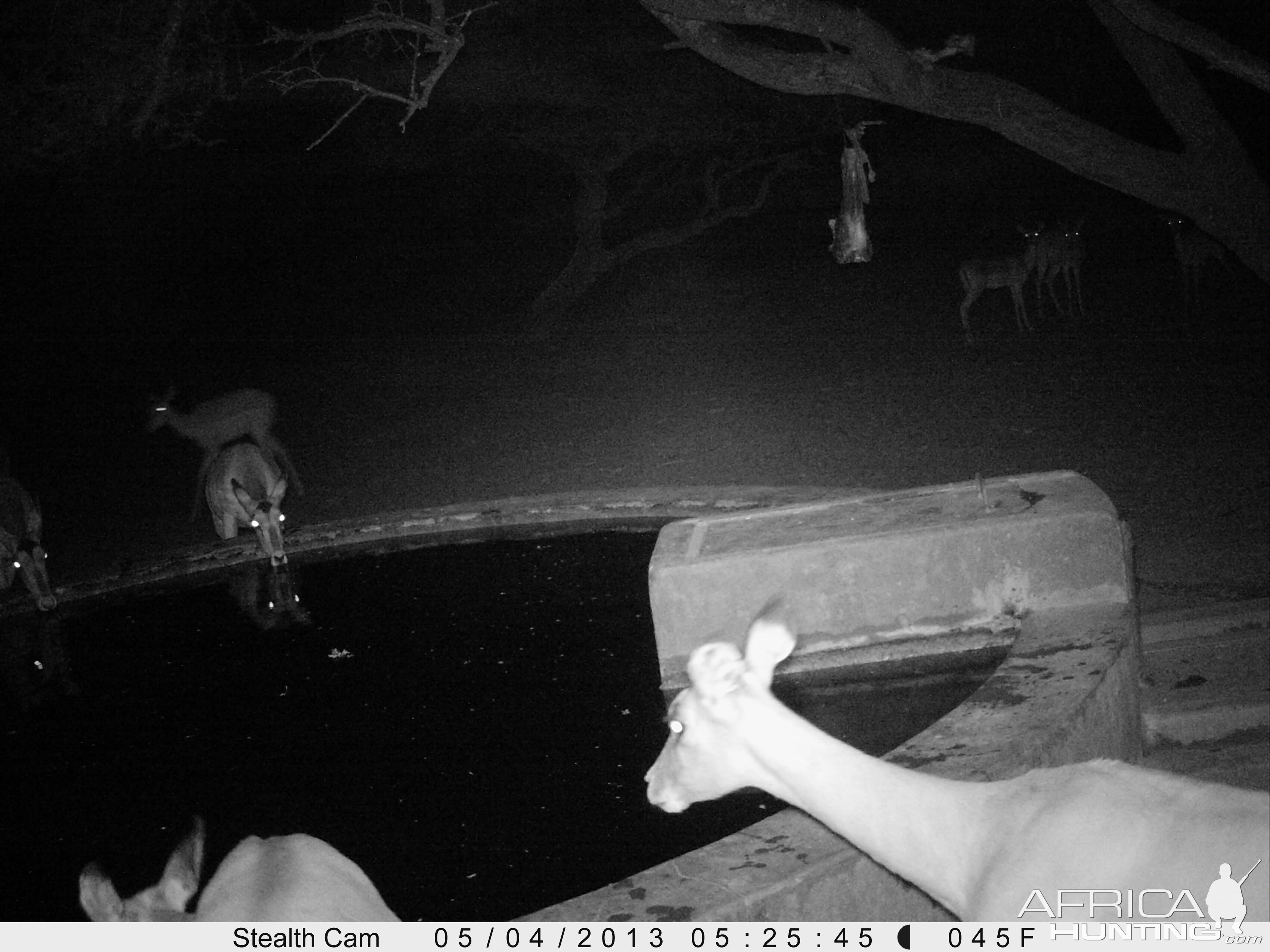 Impala Trail Camera