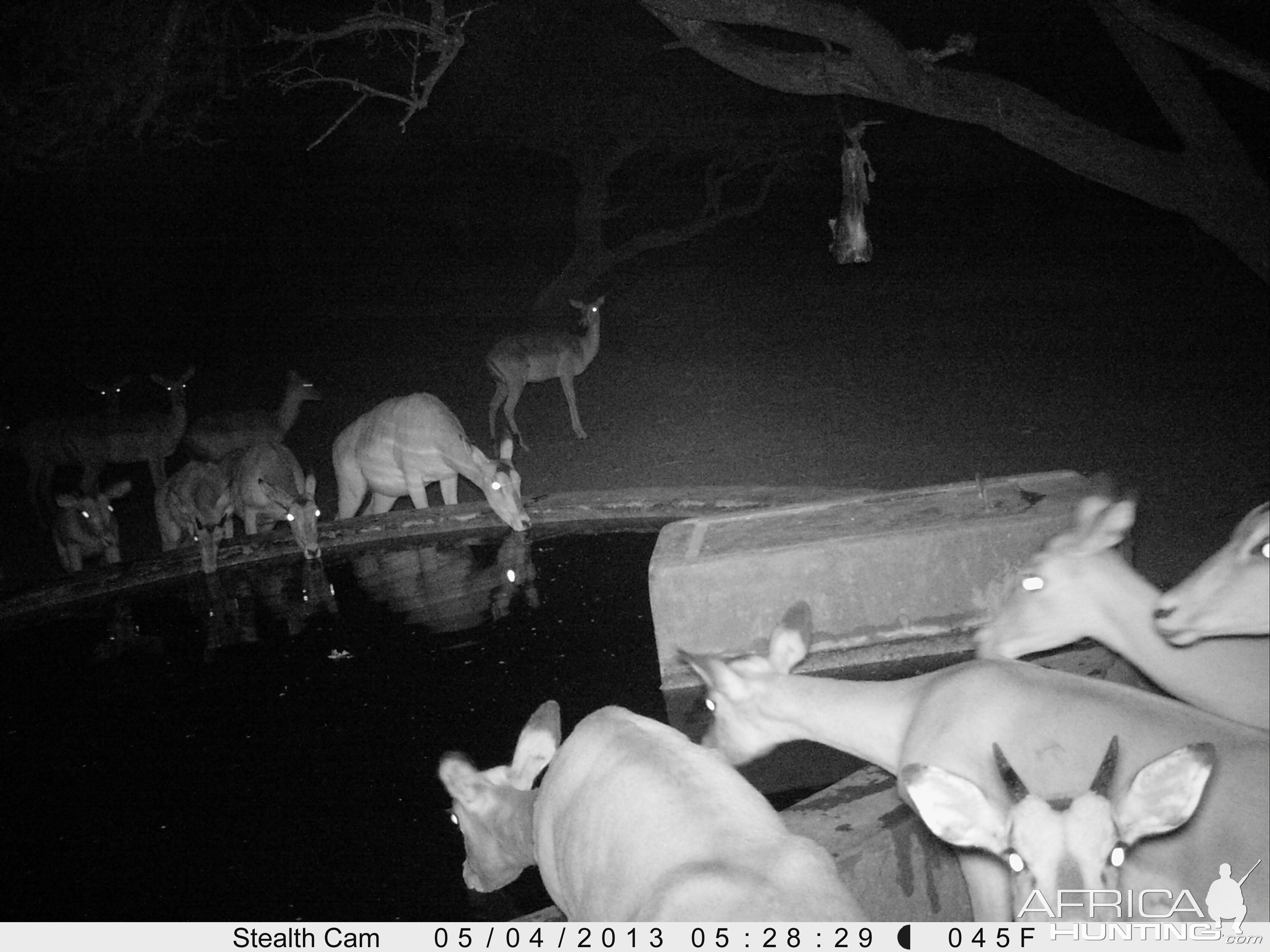 Impala Trail Camera