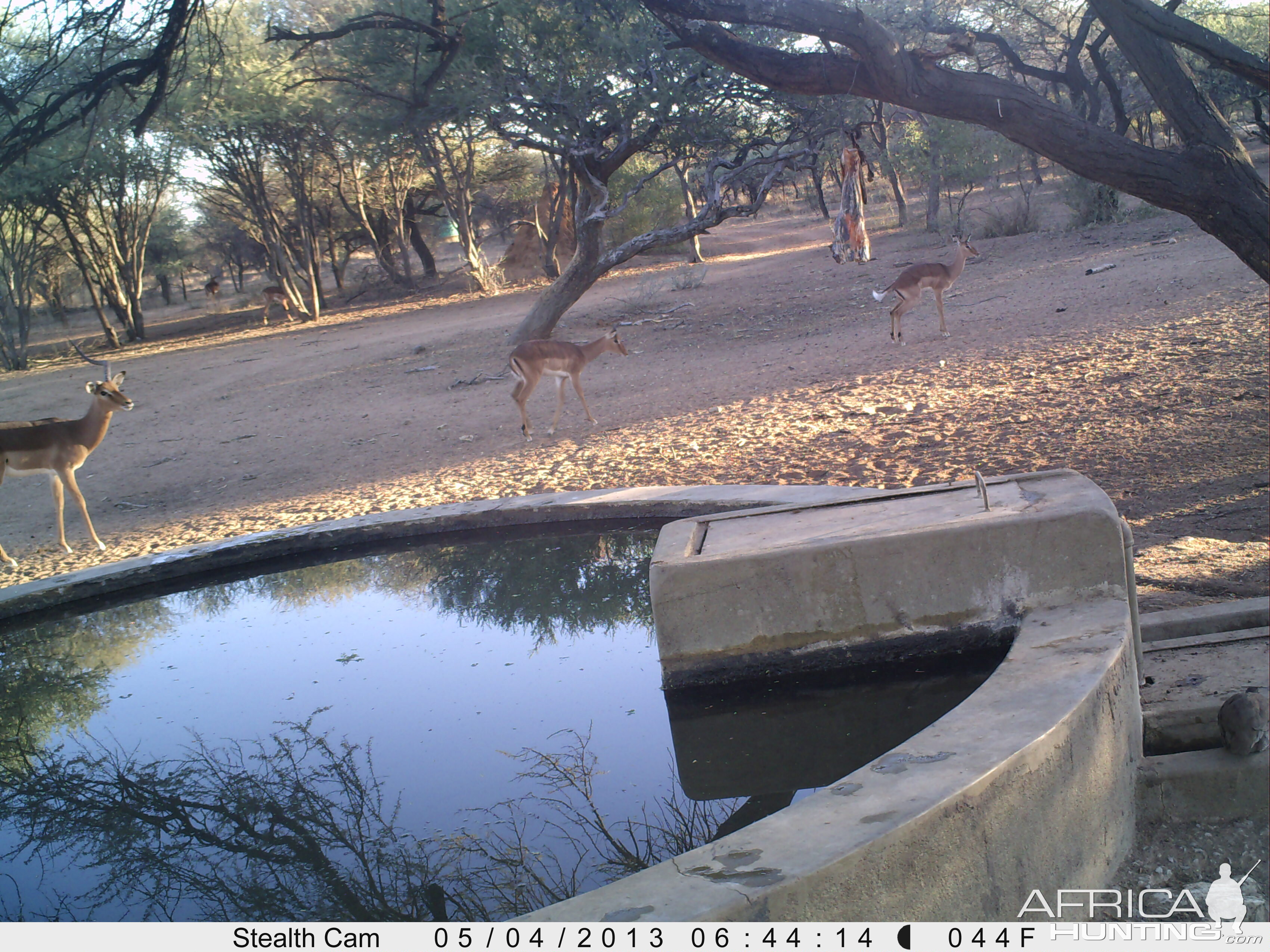 Impala Trail Camera