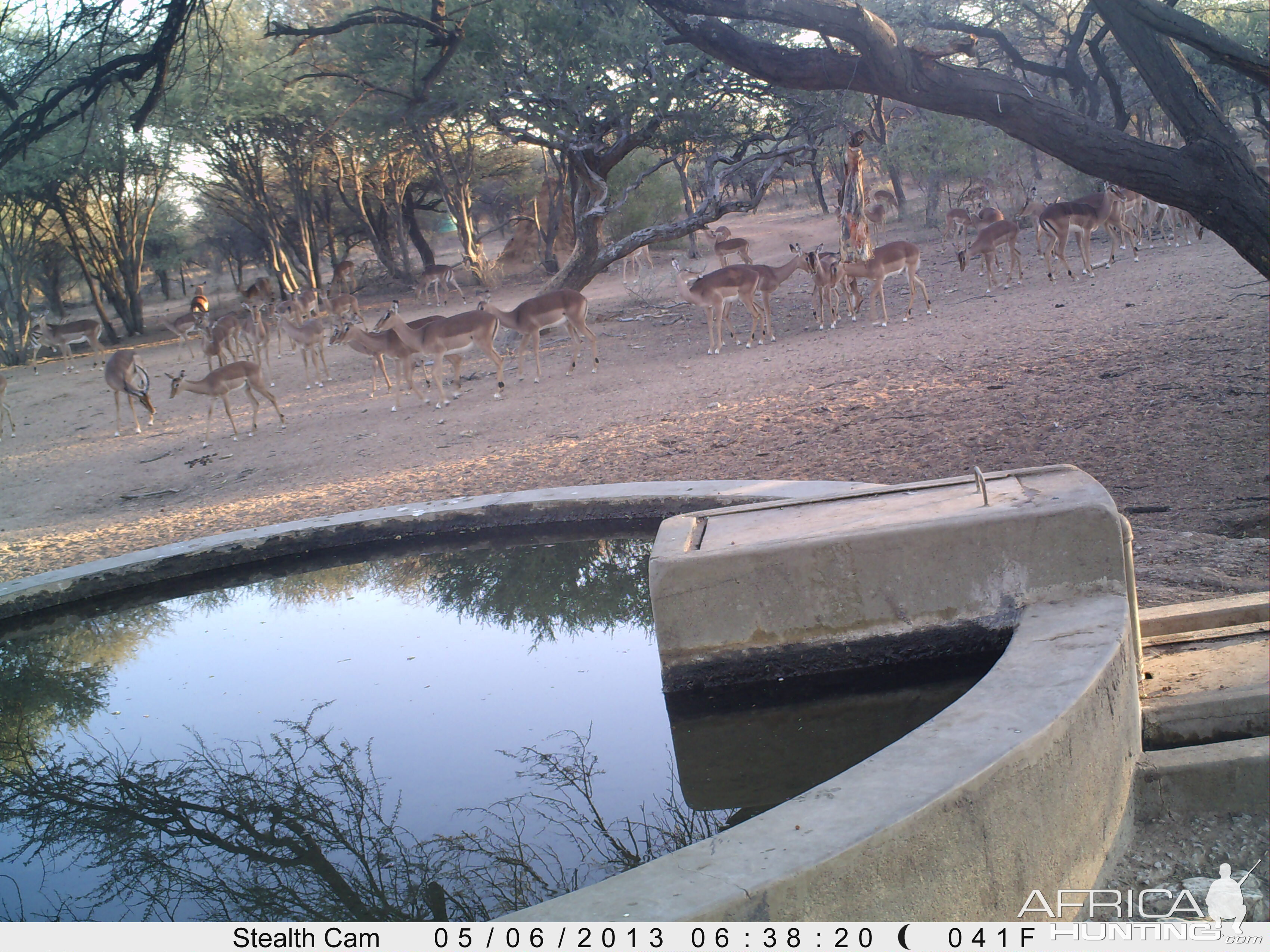 Impala Trail Camera