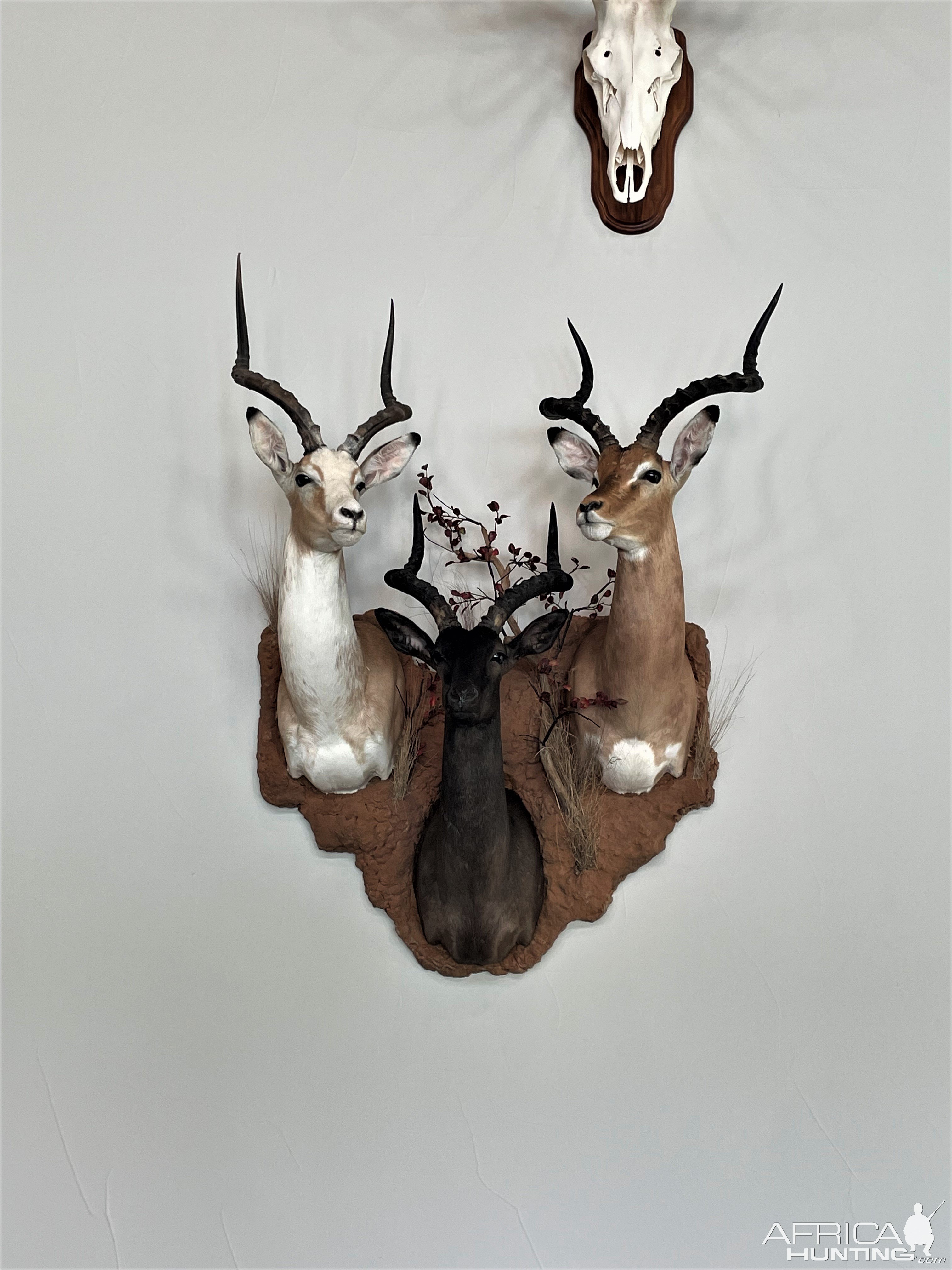 Impala Trio Cluster Mount Taxidermy