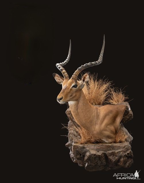 Impala Wall Pedestal Mount Taxidermy