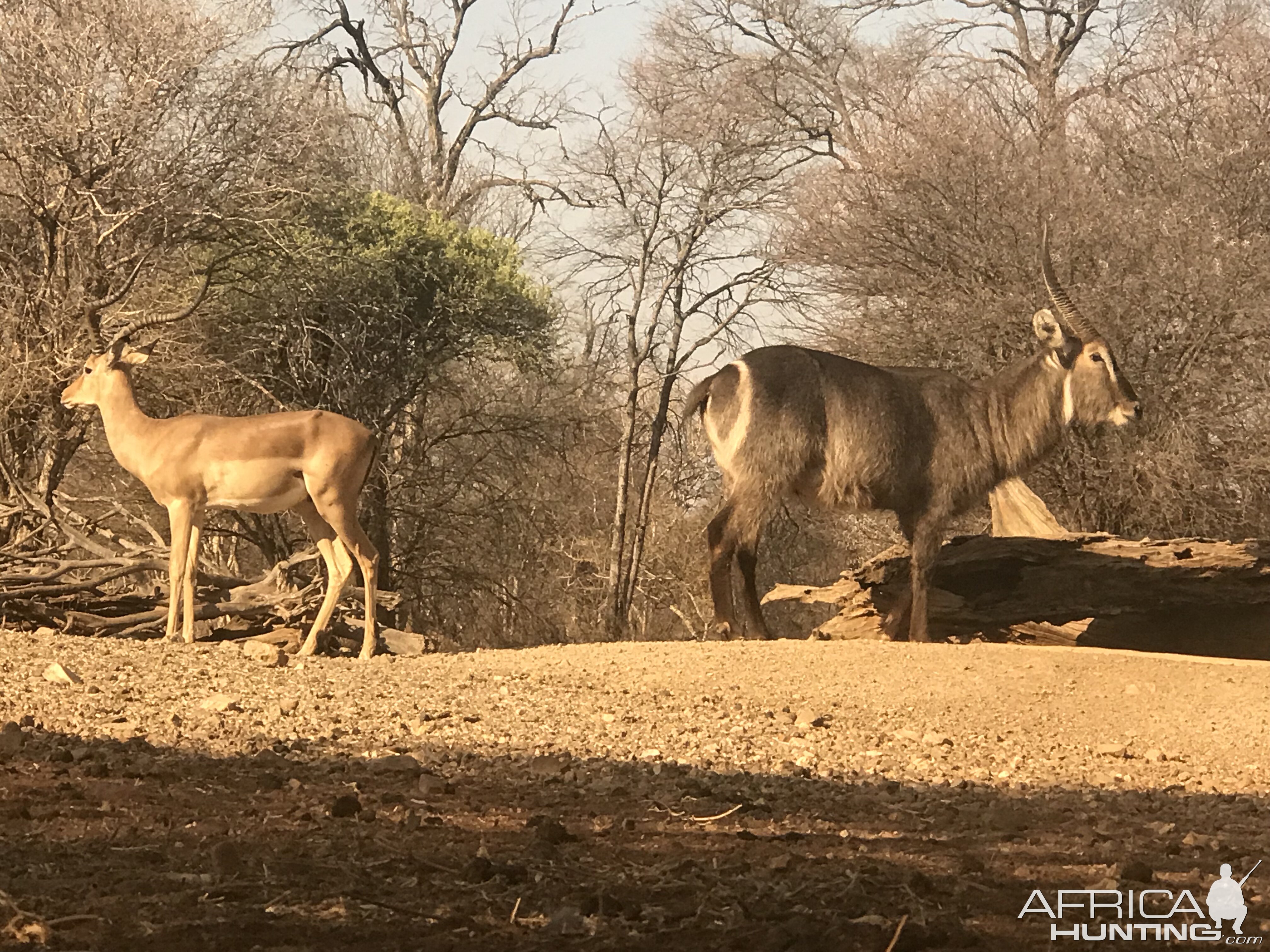 Impala & Waterbuck South Africa