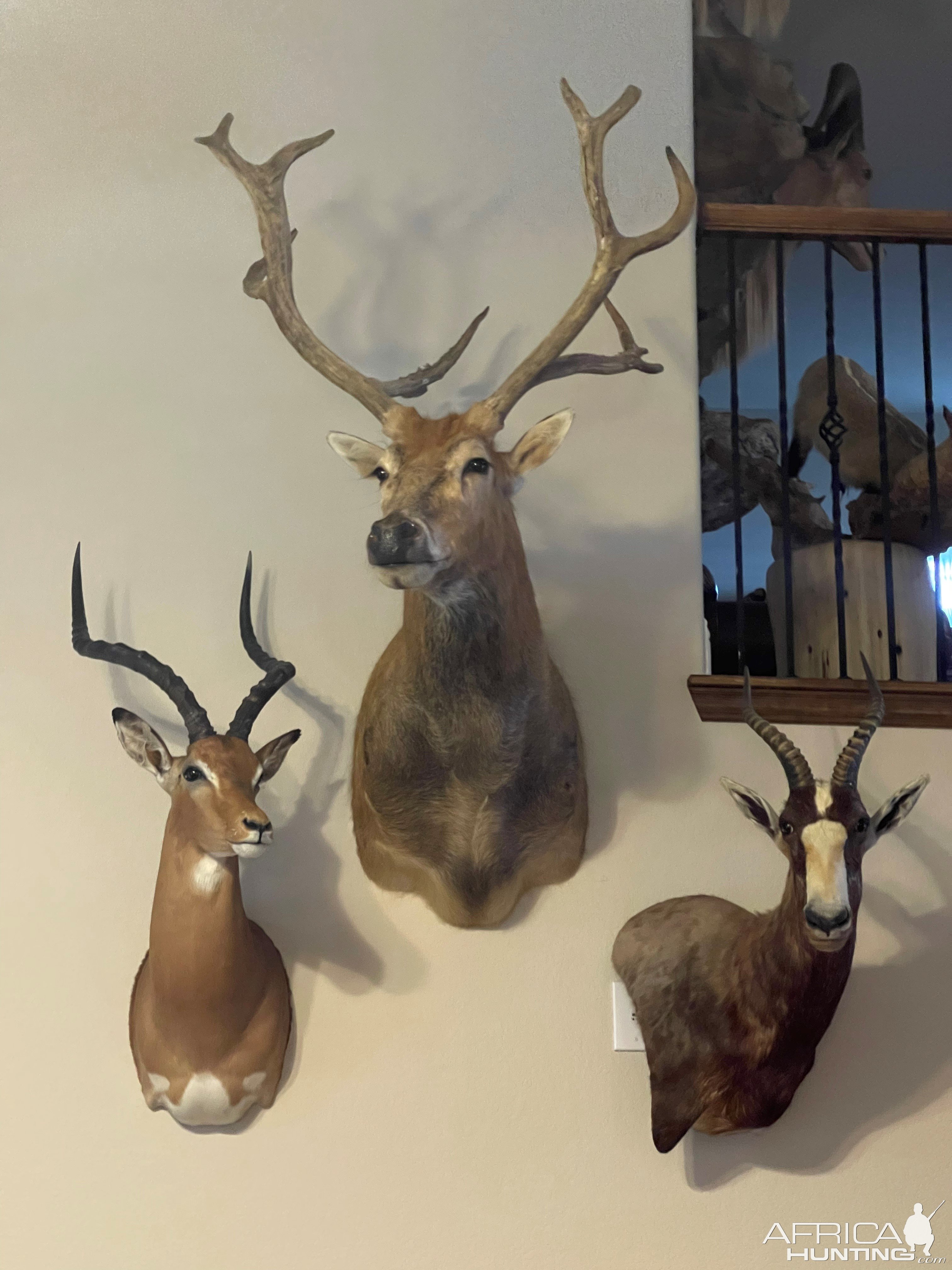 Impala & Whitetail Shoulder Mount & Blesbok Wall Pedestal Mount Taxidermy