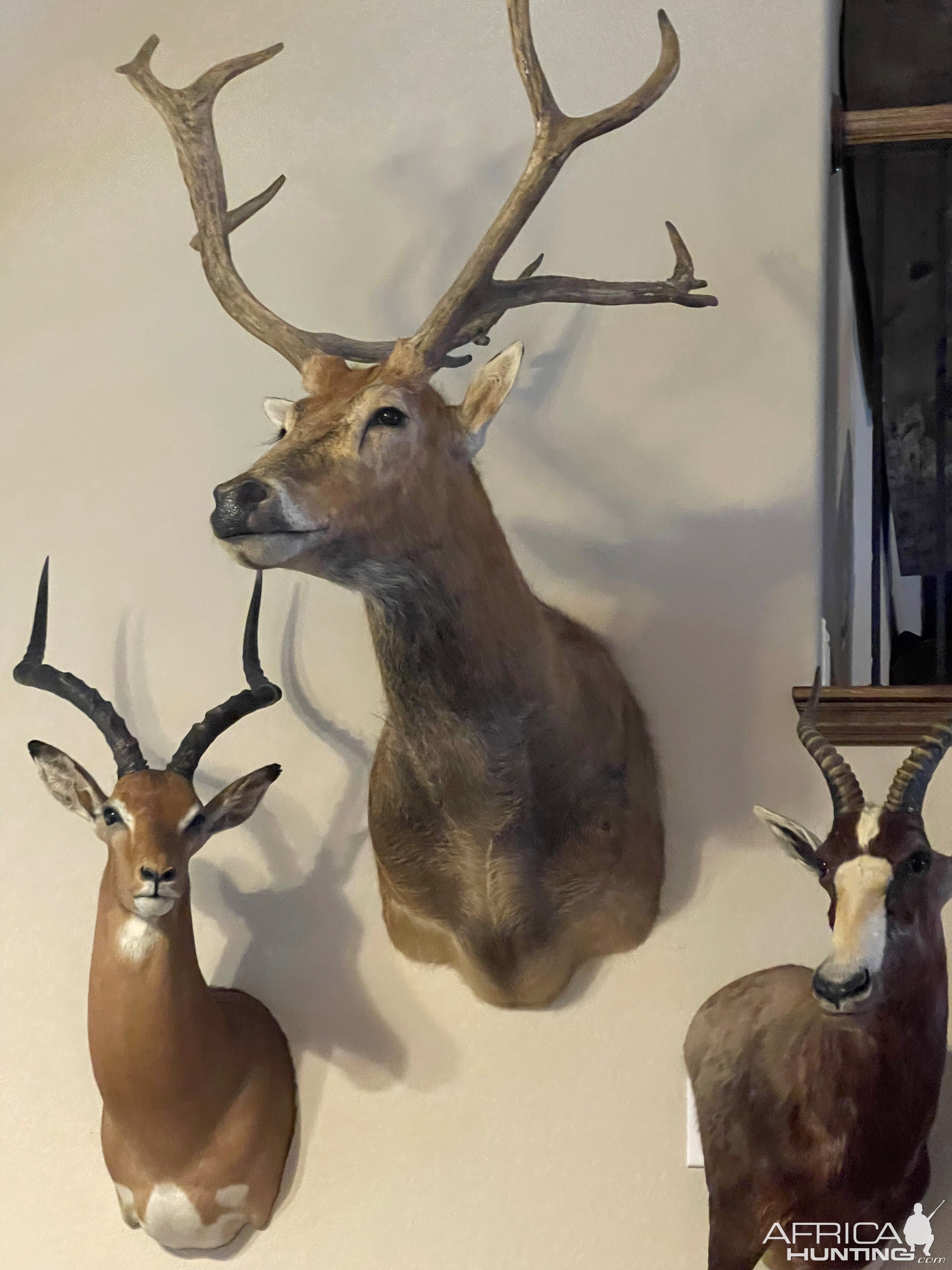 Impala & Whitetail Shoulder Mount & Blesbok Wall Pedestal Mount Taxidermy