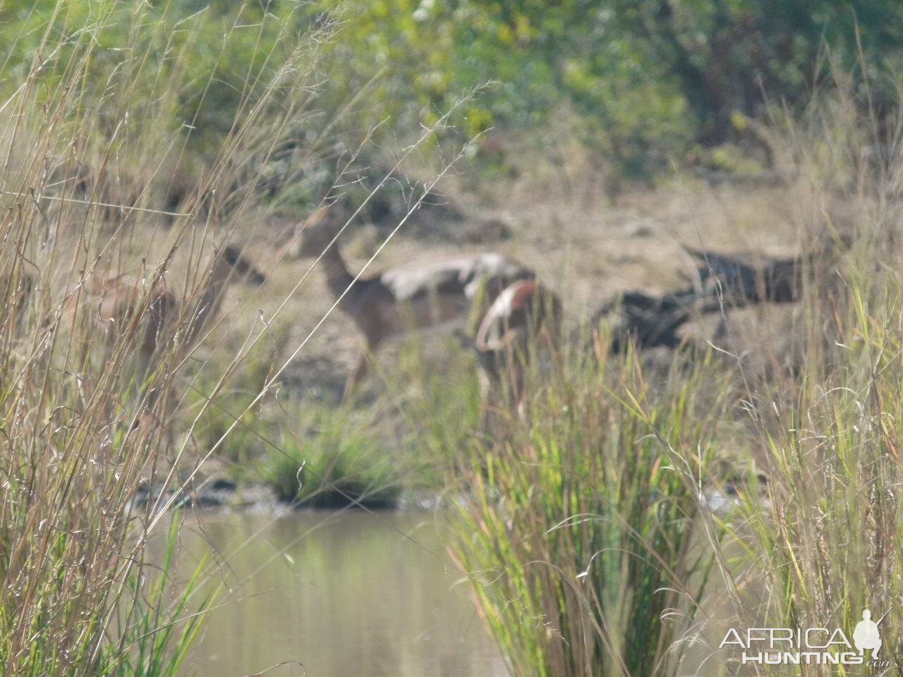 Impala Wildlife Zimbabwe