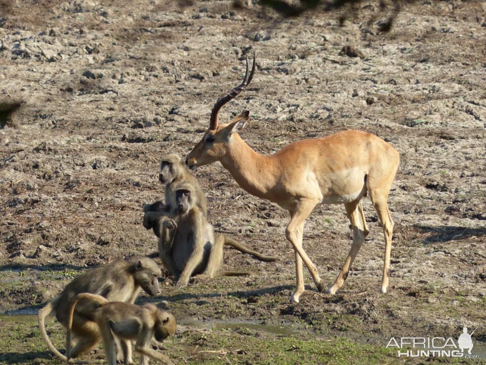 Impala Zimbabwe