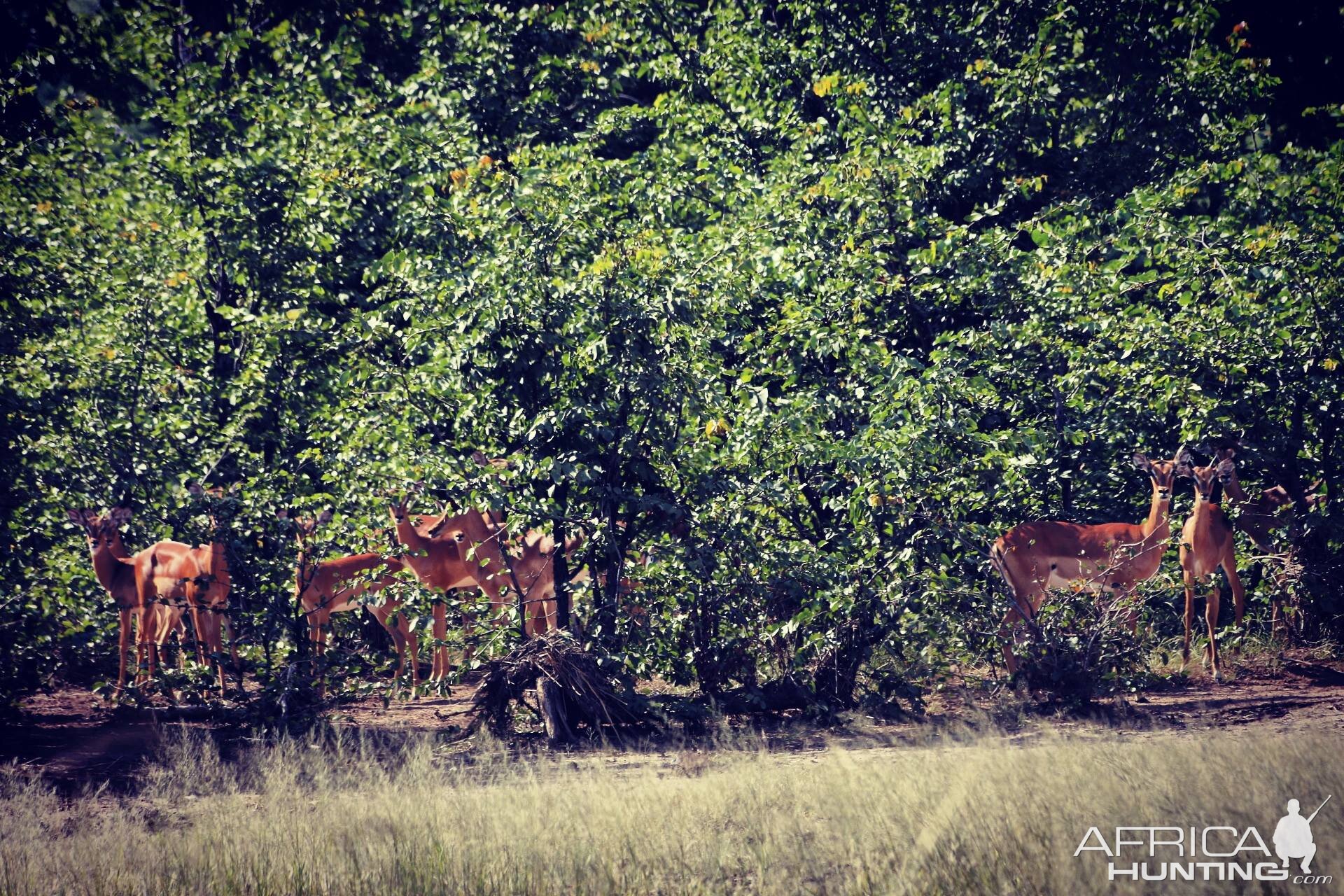 Impala Zimbabwe