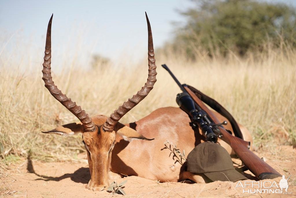 Impala