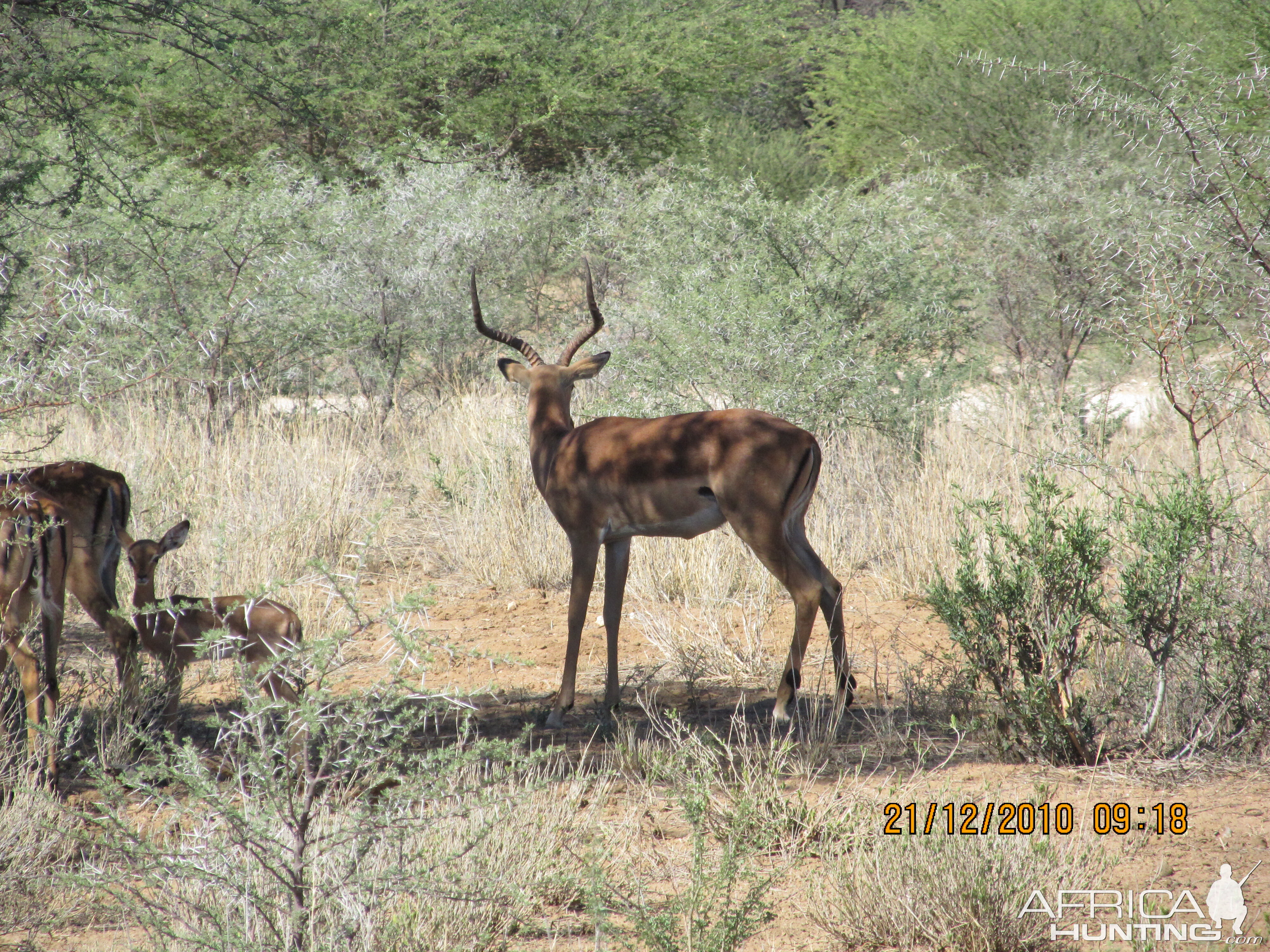 Impala