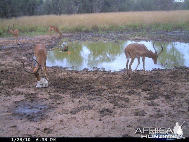 Impala