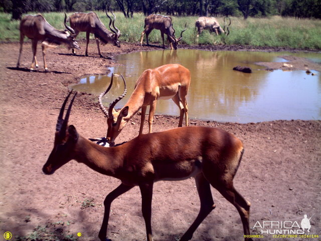 Impala