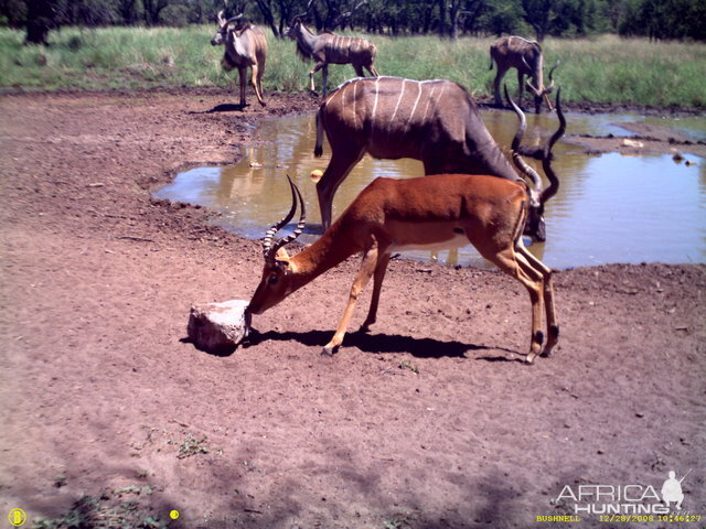 Impala