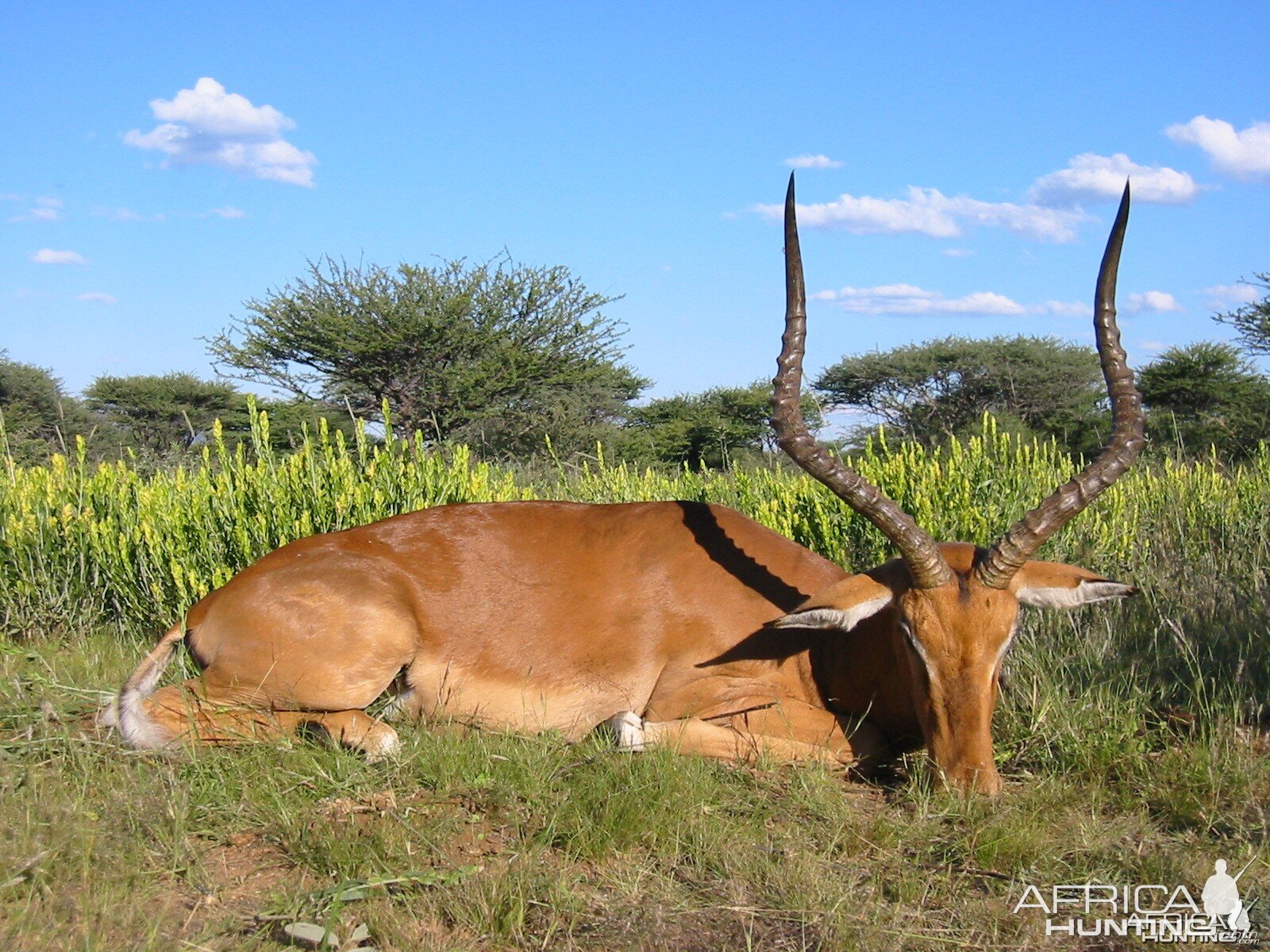 Impala